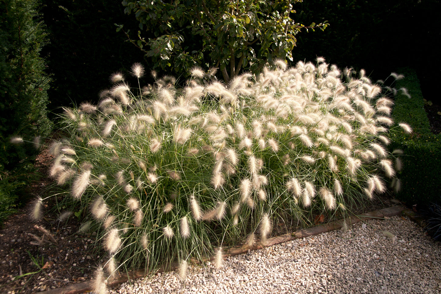 30 WHITE FOUNTAIN GRASS Pennisetum Villosum Ornamental Flower Seeds