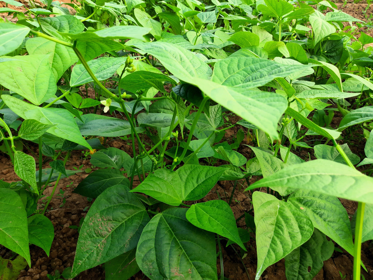 50 GREENCROP GREEN BEAN Phaseolus Vulgaris Vegetable Seeds