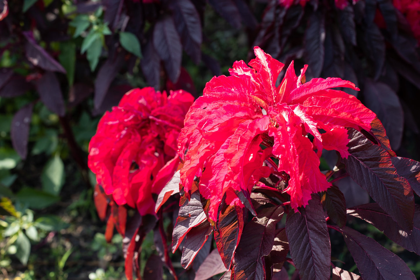 200 AMARANTHUS MOLTEN FIRE Amaranthus Gangeticus Flower Seeds