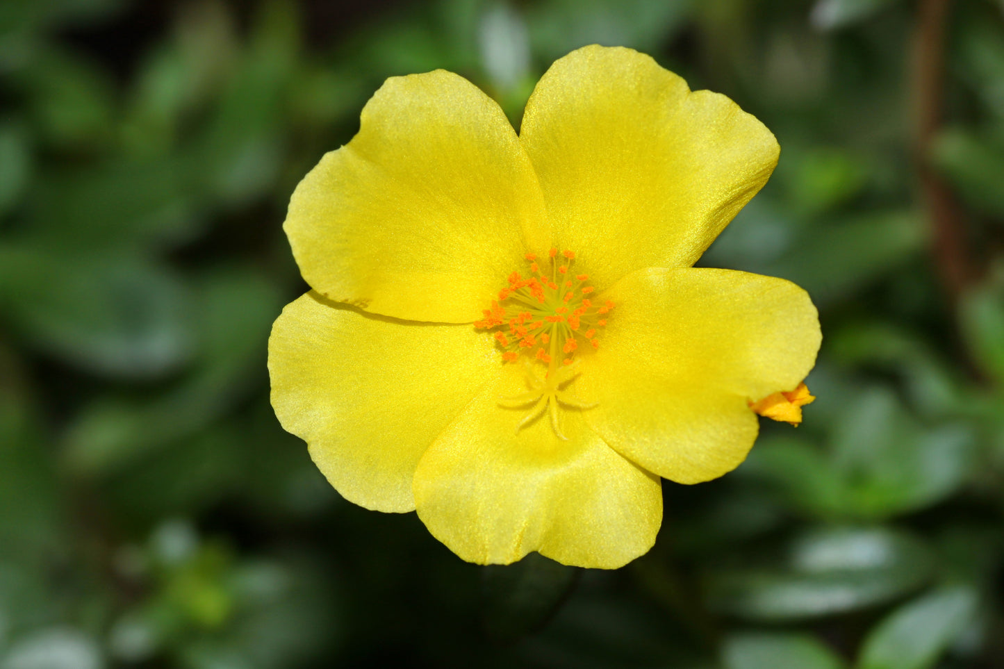 300 Organic GOLDEN PURSLANE Portulaca Sativa Vegetable Herb Yellow Flower Seeds