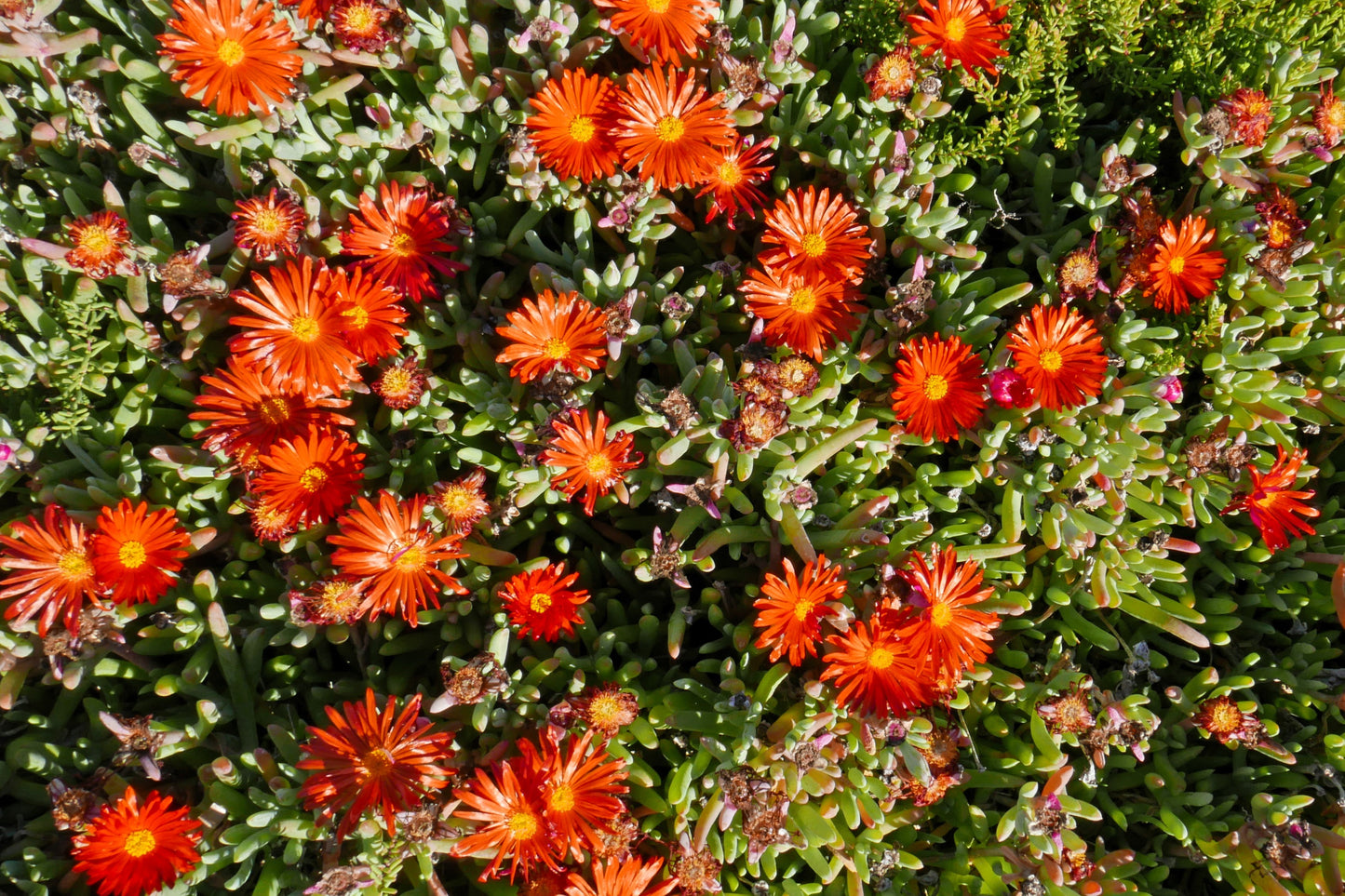 100 Gelato Bright RED ICE PLANT Mesembryanthemum Daisy Livingstone Flower Seeds