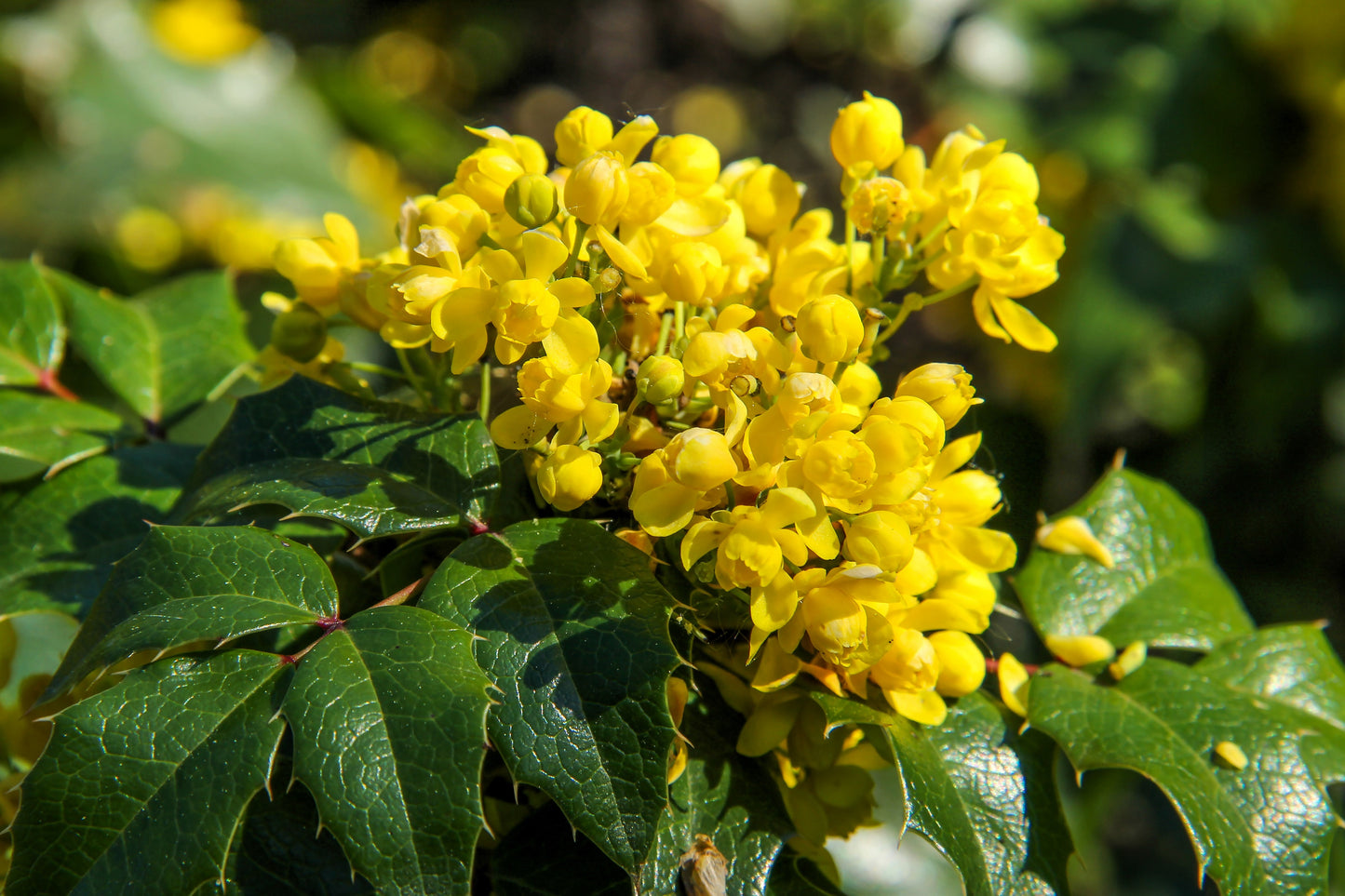 20 OREGON GRAPE Holly Fruit Vine Hollyleaved Barberry Mahonia Aquifolium Seeds