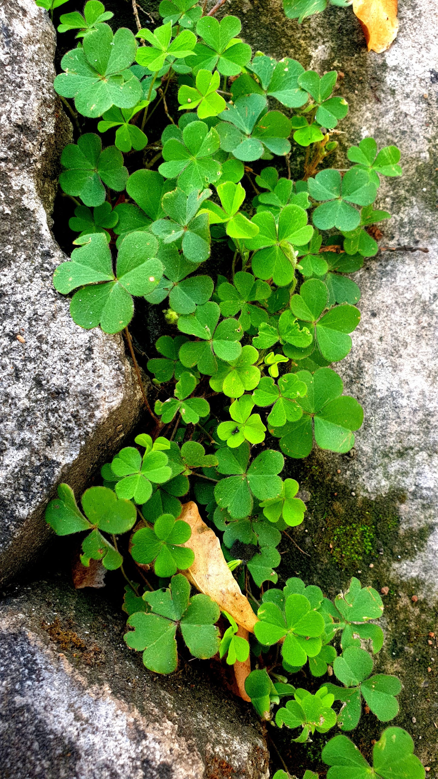 2000 MICROCLOVER Dwarf Miniature Trifolium Repens White Flower Clover Lawn Seeds