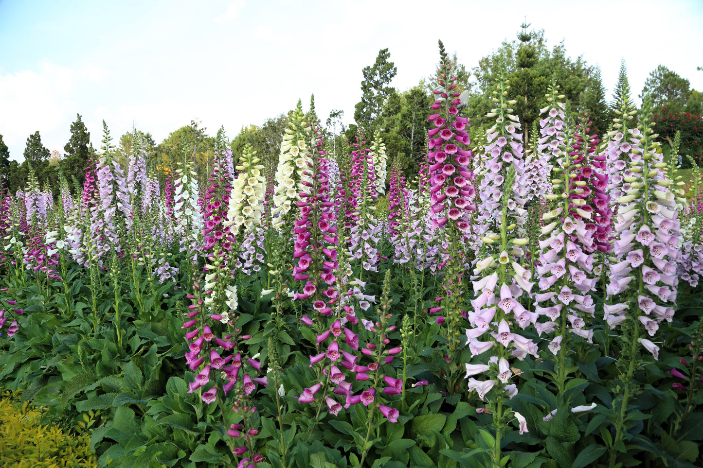 1000 Seeds MIXED FOXGLOVE Digitalis Purpurea Flower Seeds