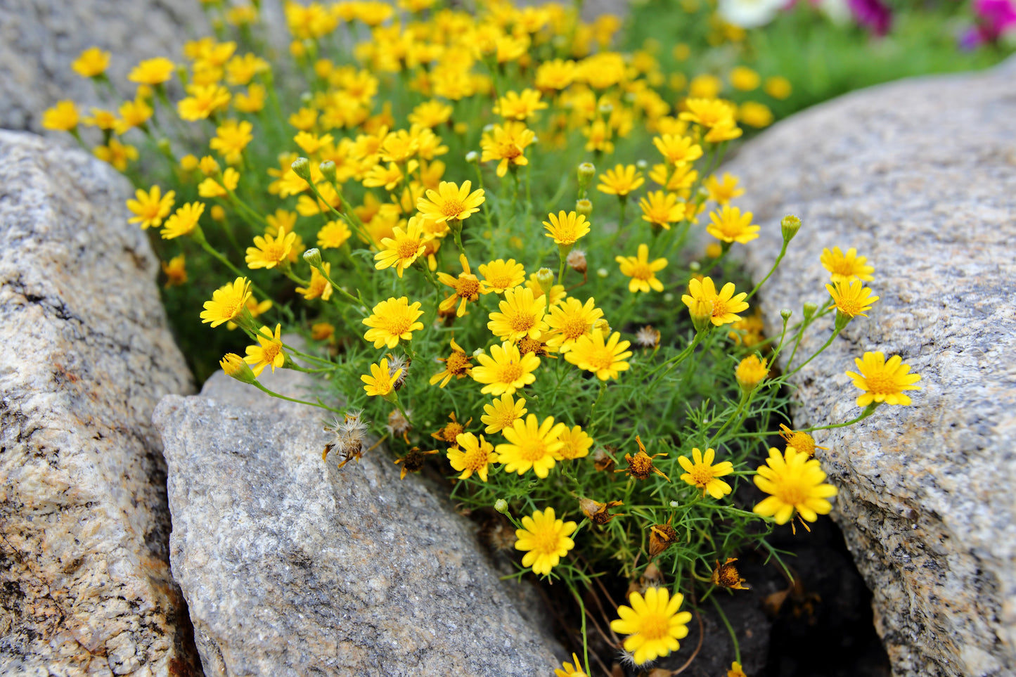 1000 DAHLBERG DAISY Thymophylla Tenuiloba Yellow Flower Seeds - aka Golden Fleece, Gold Carpet,  Shooting Star