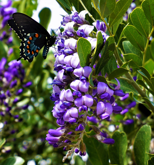 10 TEXAS Mountain LAUREL Sophora Secundiflora Mescal Tree Purple Flower Seeds