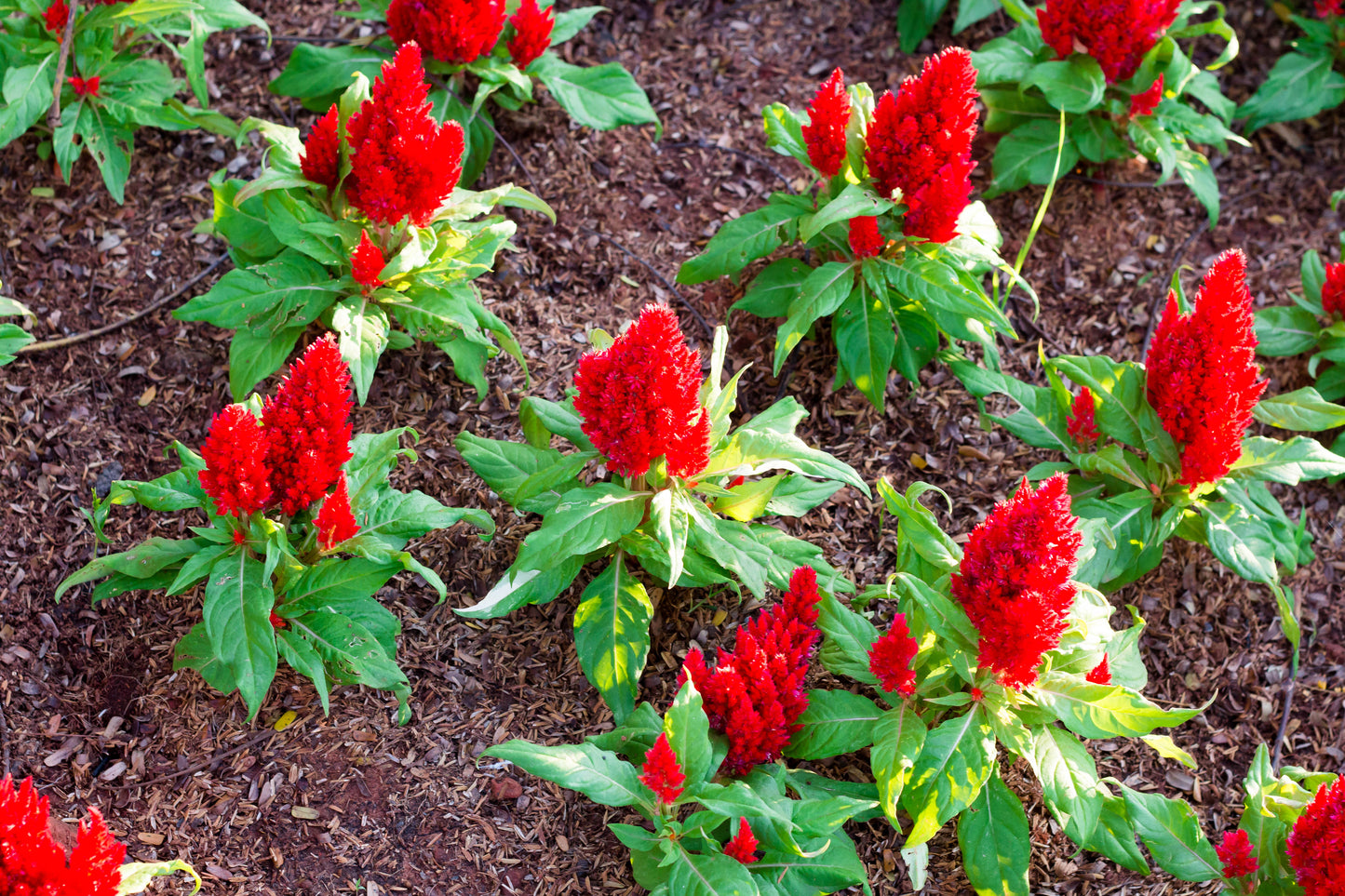 100 RED Forest Fire COCKSCOMB CELOSIA Plumosa Seeds