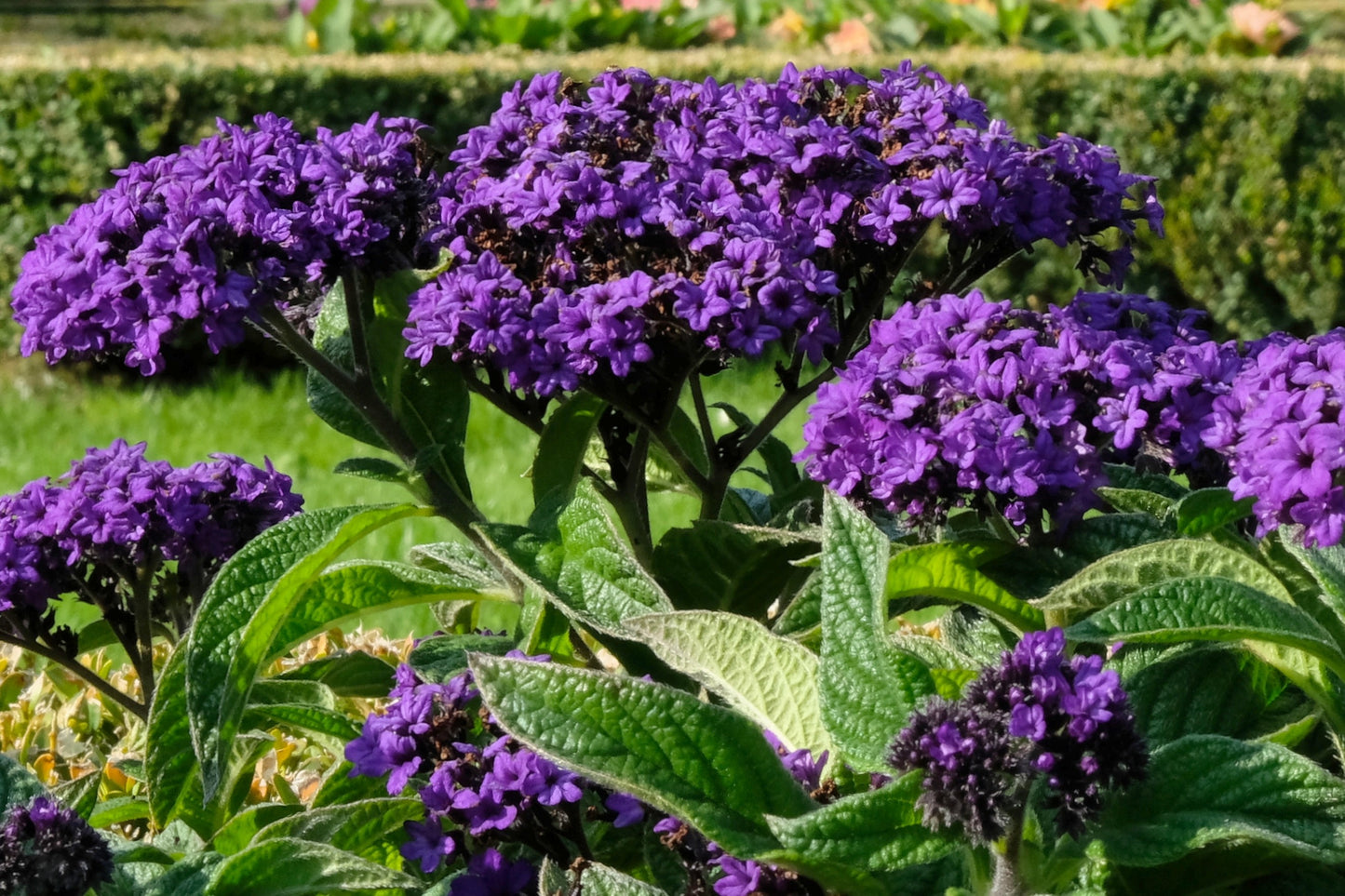 50 Blue MARINE HELIOTROPE Heliotropium Arborescens Flower Seeds