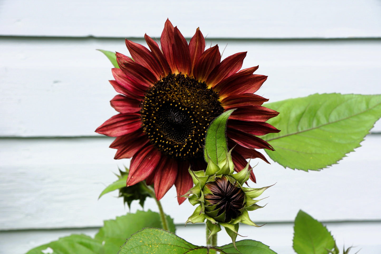 25 Red VELVET QUEEN SUNFLOWER Helianthus Annuus Flower Seeds