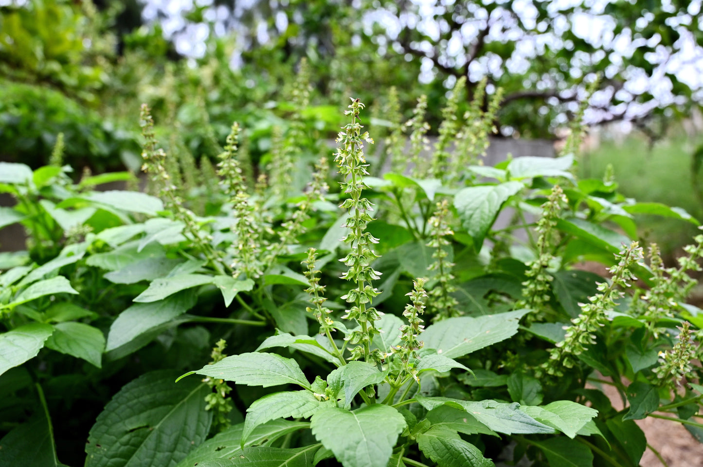 500 CLOVE BASIL Ocimum Basilicum Herb Flower Seeds