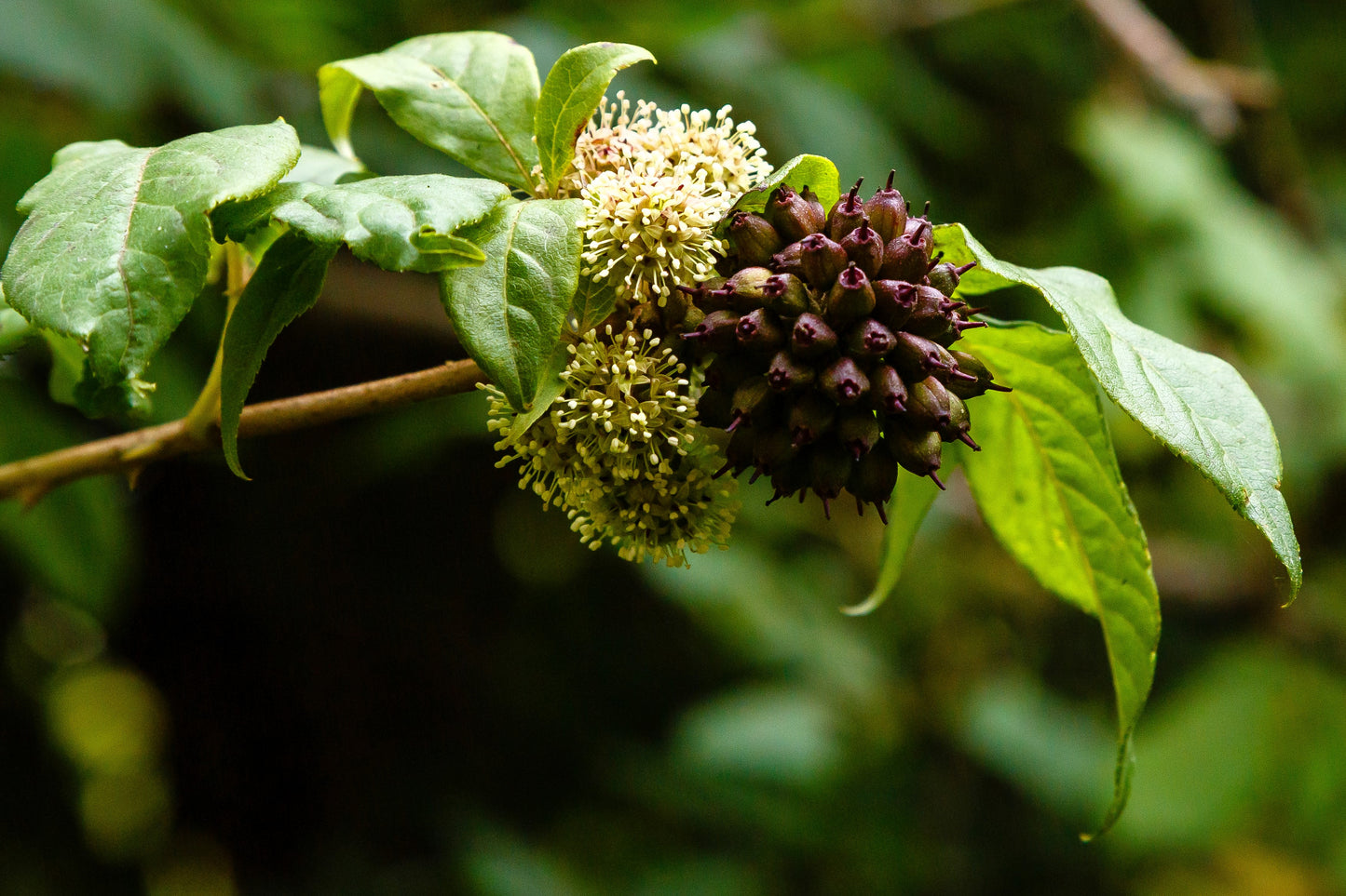 20 SIBERIAN GINSENG Eleutherococcus Senticosus Ci Wu Jia Herb Shrub Seeds