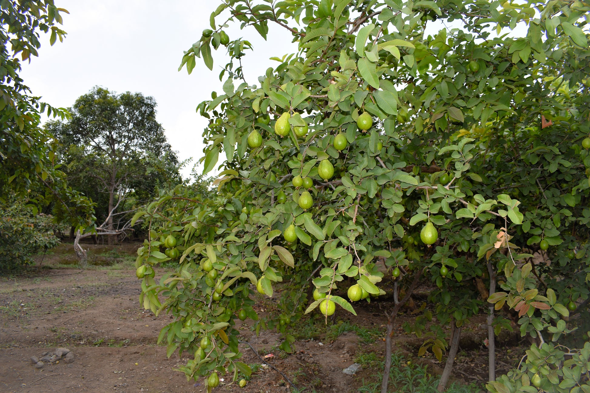 guava seeds for planting 20 GUAVA FRUIT Tree Shrub Psidium Guajava White Flowers Fruit Seeds – Seedville USA