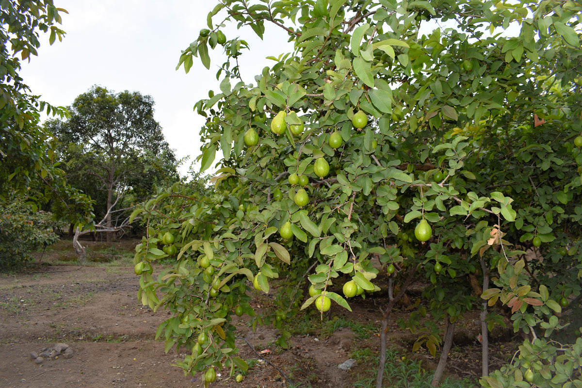 20 GUAVA FRUIT Tree Shrub Psidium Guajava White Flowers Fruit Seeds ...