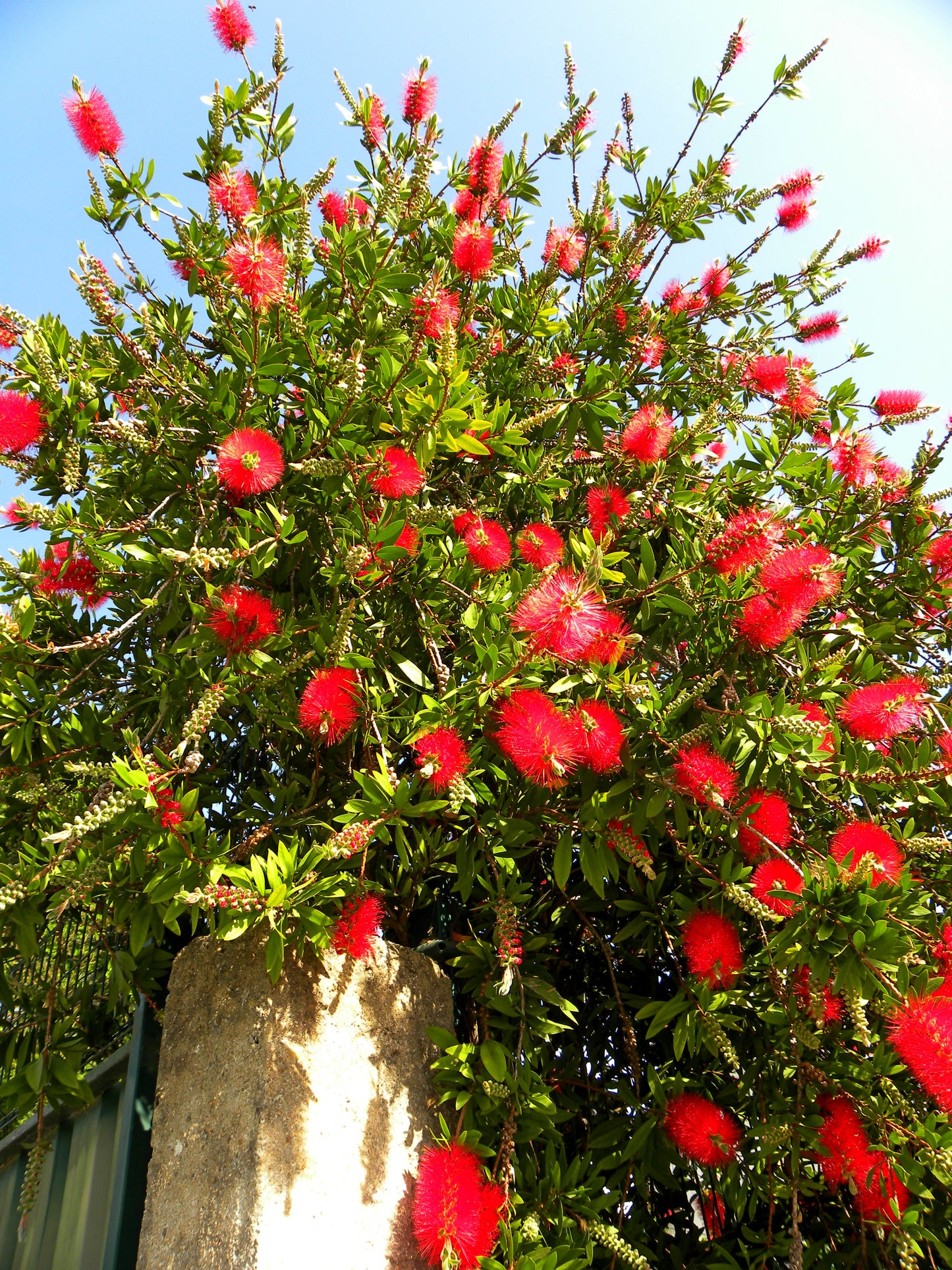 40 CRIMSON BOTTLEBRUSH Callistemon Citrinus Flowering Shrub Bush Small Tree Seeds