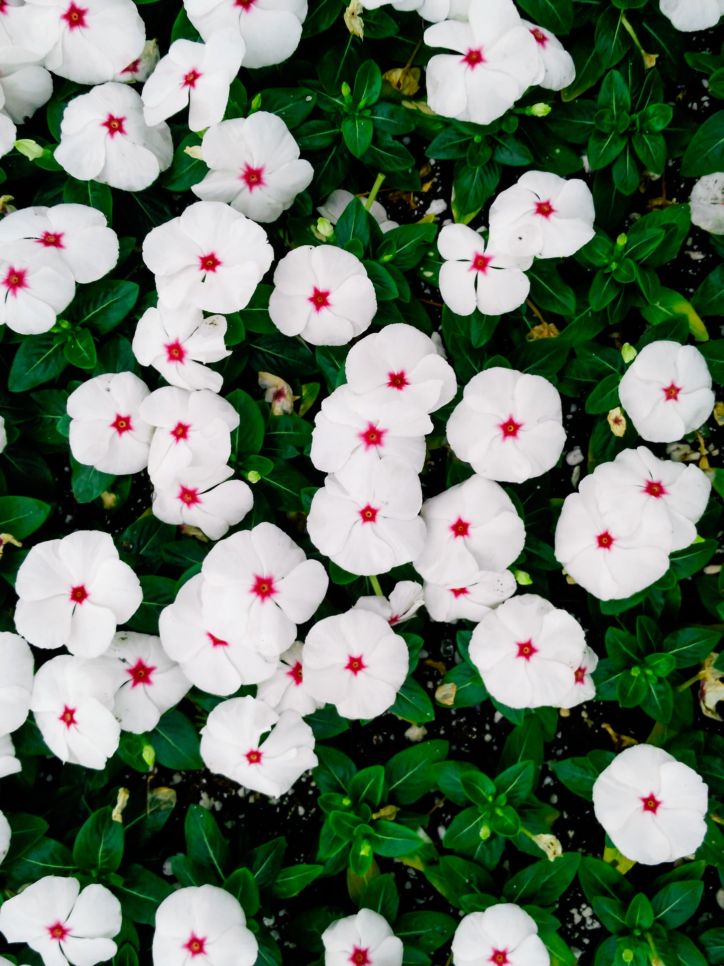 100 BRIGHT EYES PERIWINKLE Vinca Rosea Dwarf White & Pink Flower Seeds