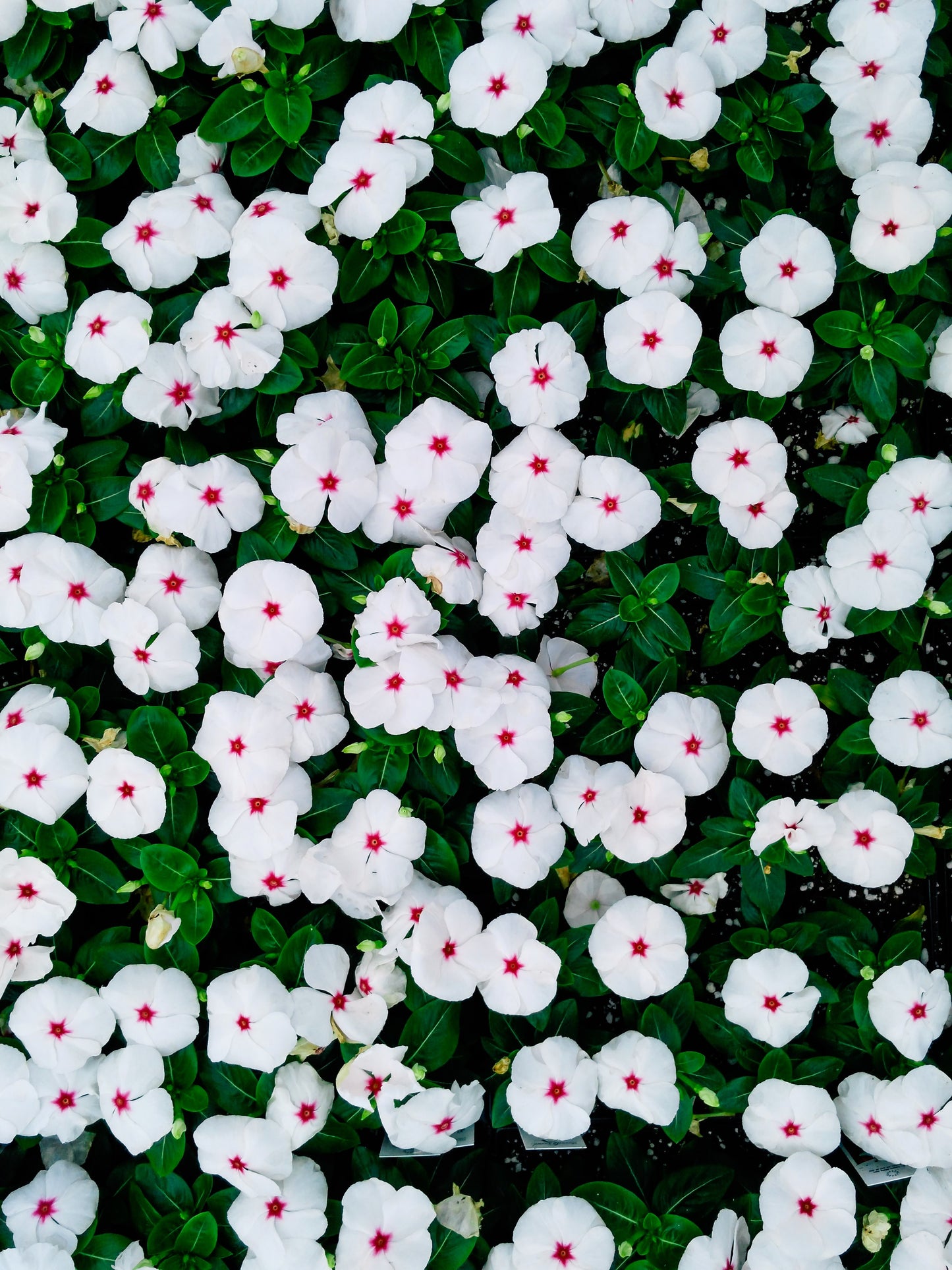 100 BRIGHT EYES PERIWINKLE Vinca Rosea Dwarf White & Pink Flower Seeds