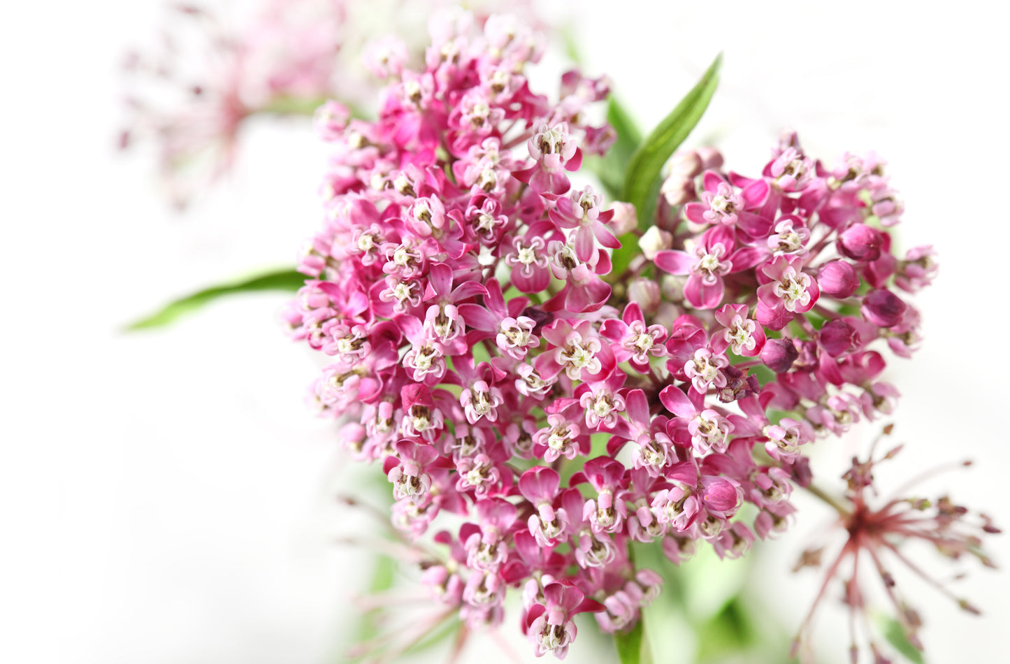 75 RED SWAMP MILKWEED Asclepias Incarnata Flower Seeds