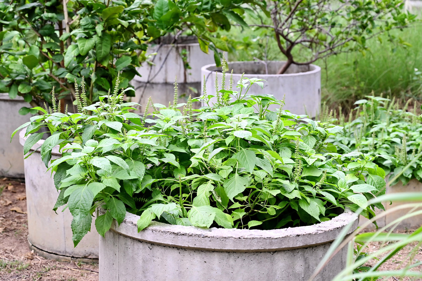 500 CLOVE BASIL Ocimum Basilicum Herb Flower Seeds