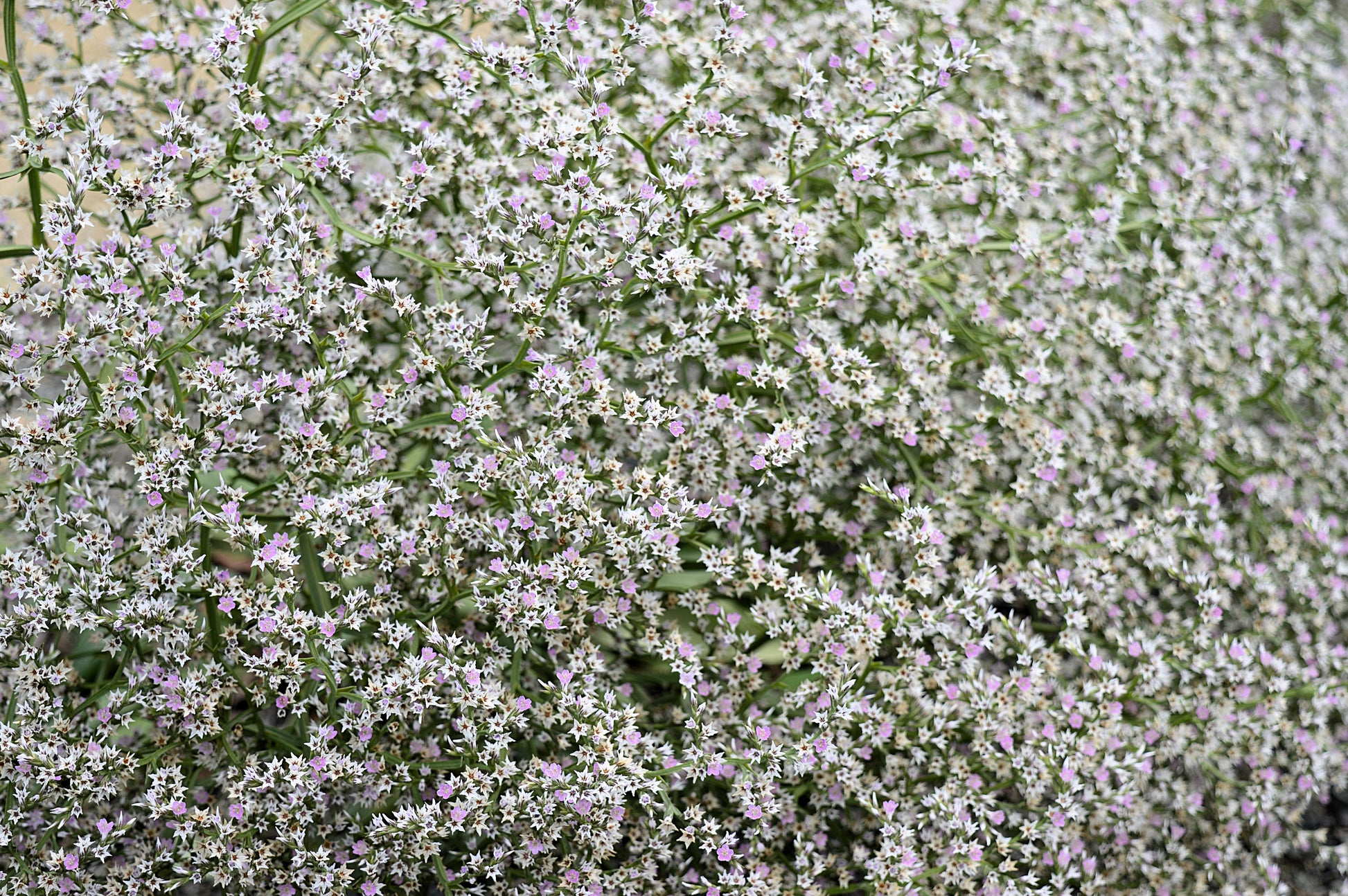 german lavender plant 30 GERMAN STATICE White Sea Lavender Goniolimon Tataricum Limonium Flo – Seedville USA