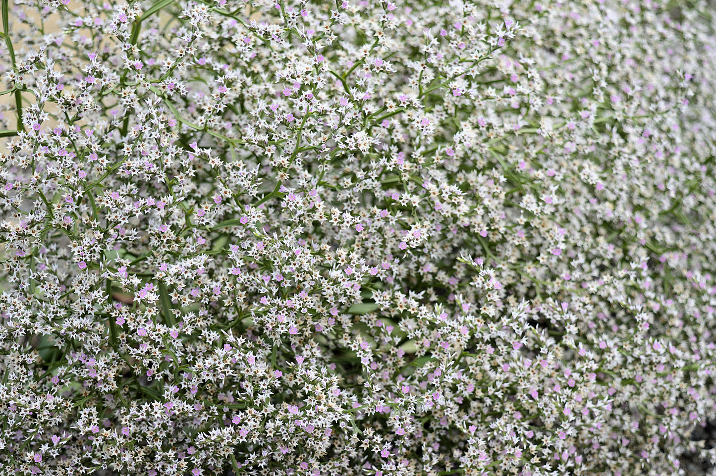30 GERMAN STATICE White Sea Lavender Goniolimon Tataricum Limonium Flower Seeds