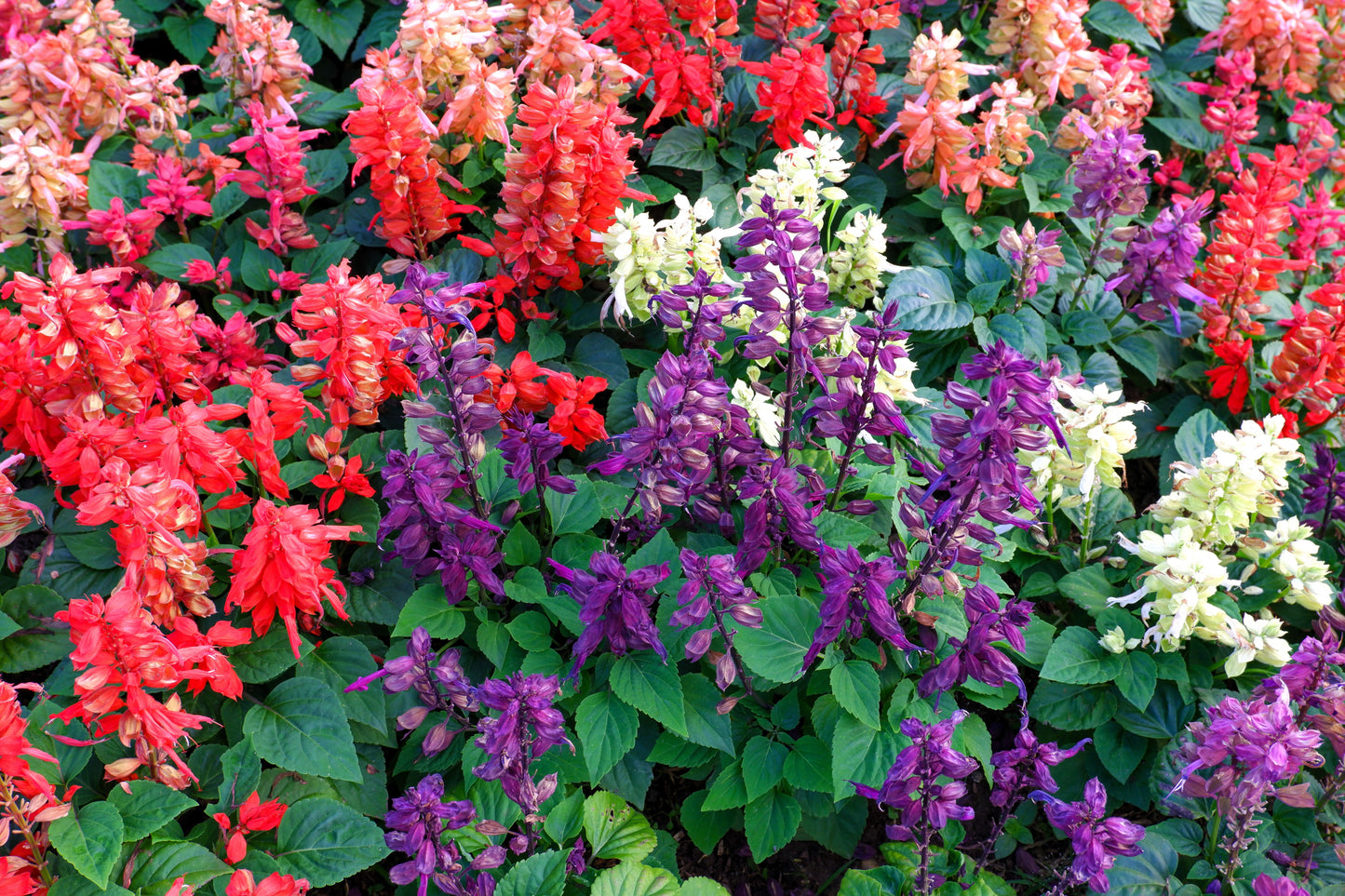 100 MIXED COLORS SALVIA Splendens Red Purple White Pink Sage Flower Seeds