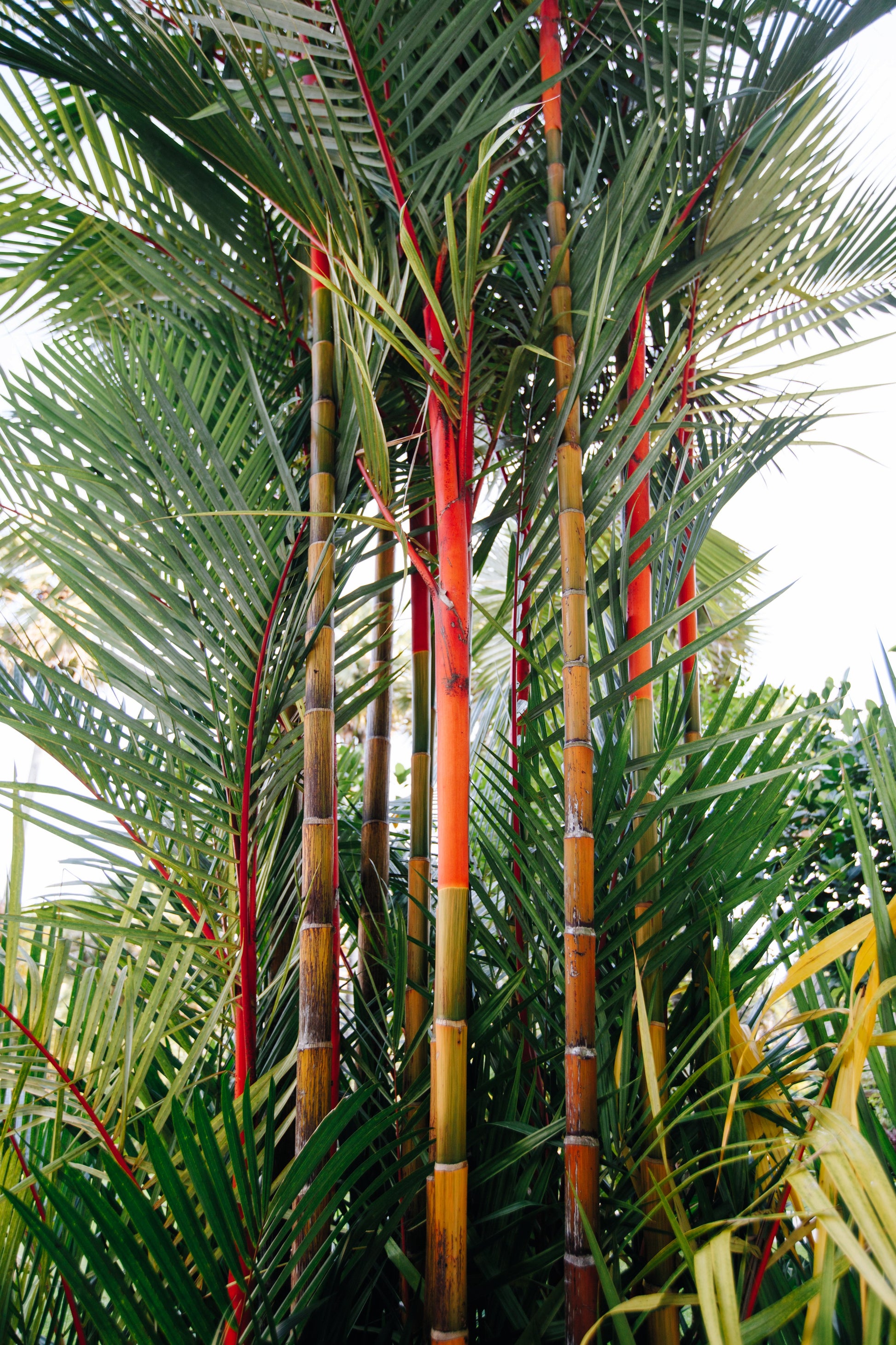 red wax palm plant 10 Red LIPSTICK PALM Sealing Wax Palm Cyrtostachys Renda Tree Houseplant Seeds