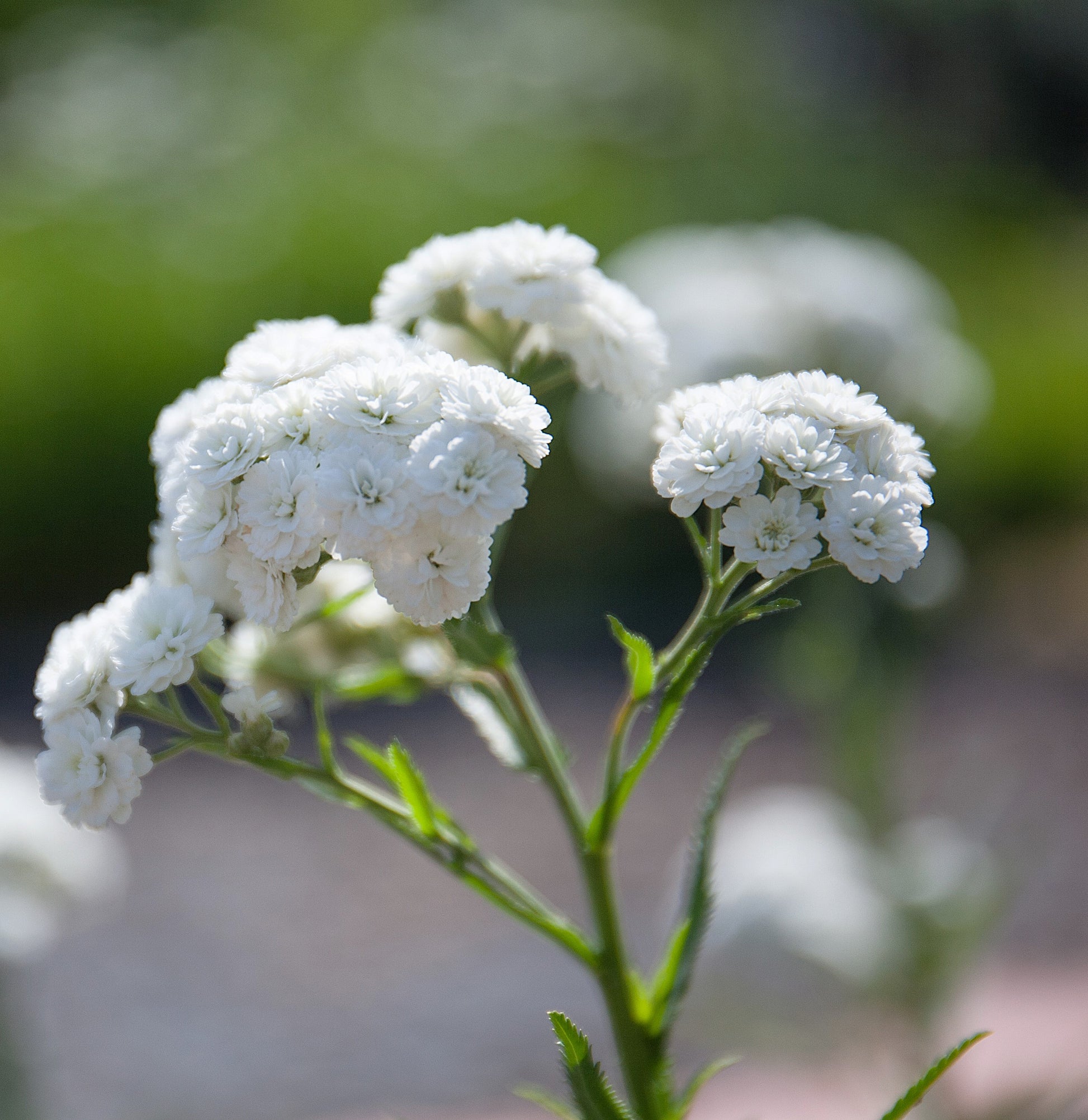 pearl plant seeds 150 PEARL YARROW White Double Achillea Ptarmica Herb Flower Seeds