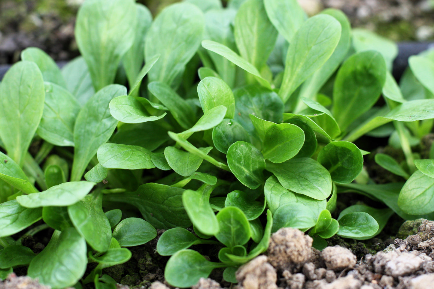 500 Dutch CORN SALAD Lambs Lettuce Valerianella Locusta Herb Vegetable Seeds