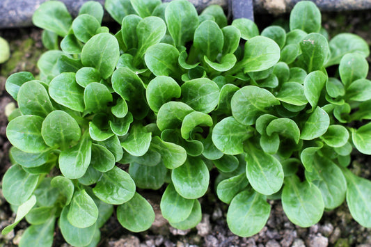 500 Dutch CORN SALAD Lambs Lettuce Valerianella Locusta Herb Vegetable Seeds