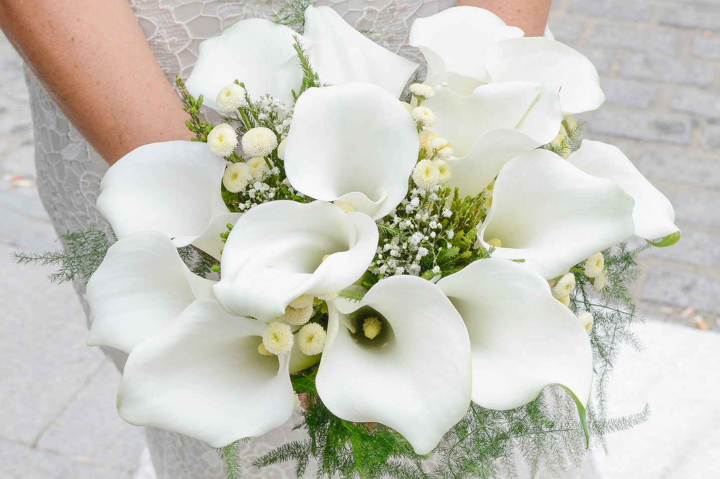10 *Seeds WHITE CALLA LILY Zantedeschia Aethiopica Arum Trumpet Lily Flower Houseplant
