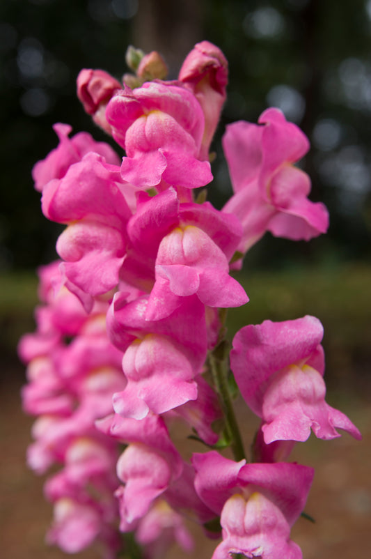 2000 PINK SNAPDRAGON Antirrhinum Majus Flower Seeds