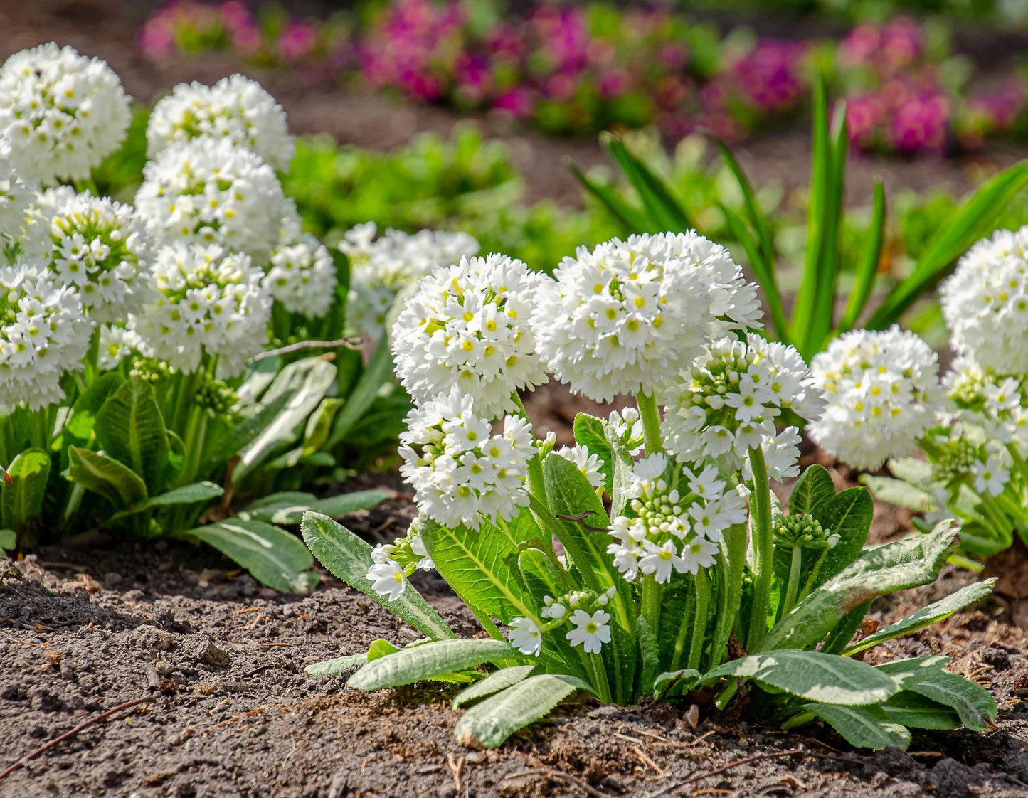 30 DRUMSTICK PRIMROSE MIX Primula Denticulata Mixed Colors Himalayan Moist Flower Seeds