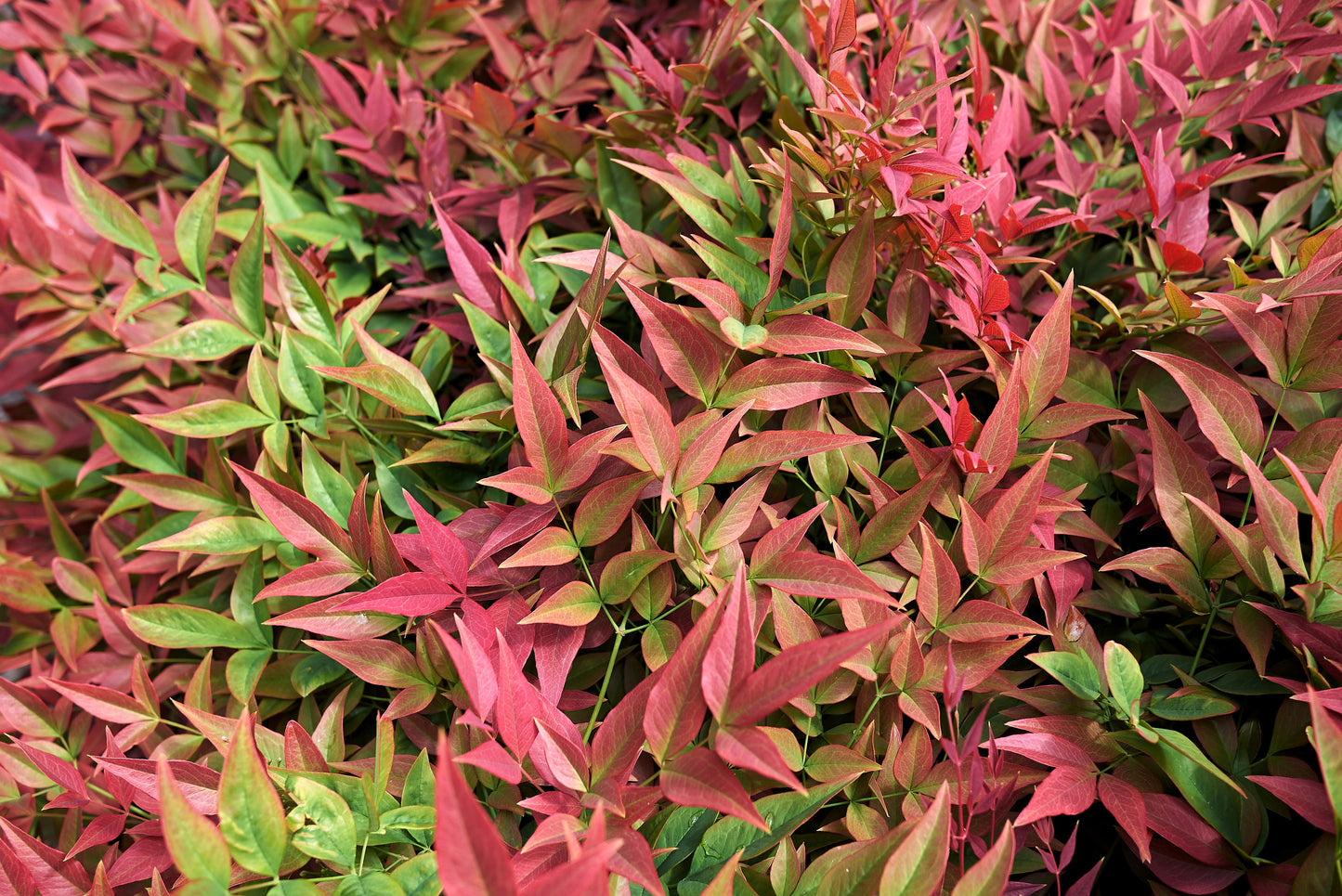 50 HEAVENLY BAMBOO Sacred Nandina Domestica Pink Red Sun Shade Shrub Seeds