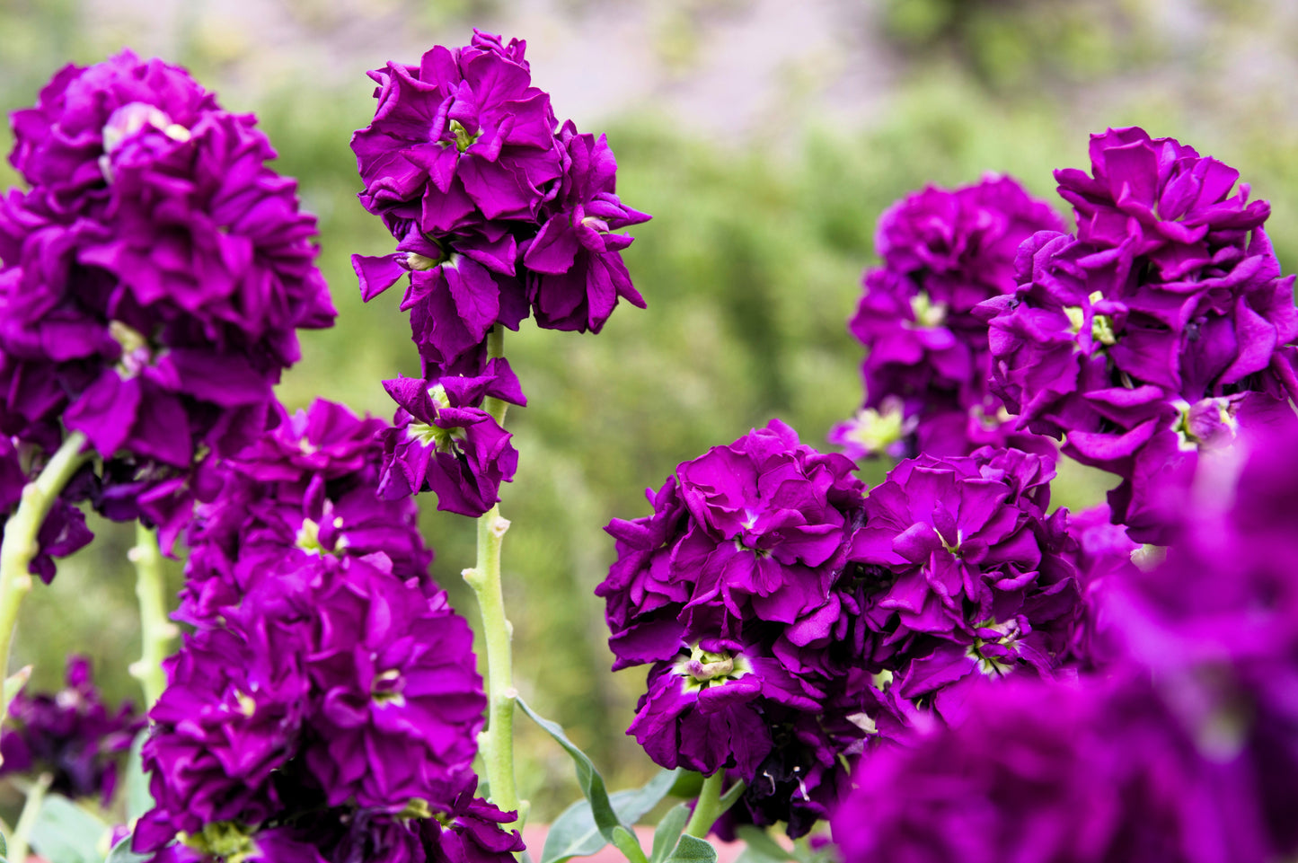 50 MIXED COLORS STOCK Matthiola Incana Ten-Week Gillyflower Blue White Pink Red Purple Seeds