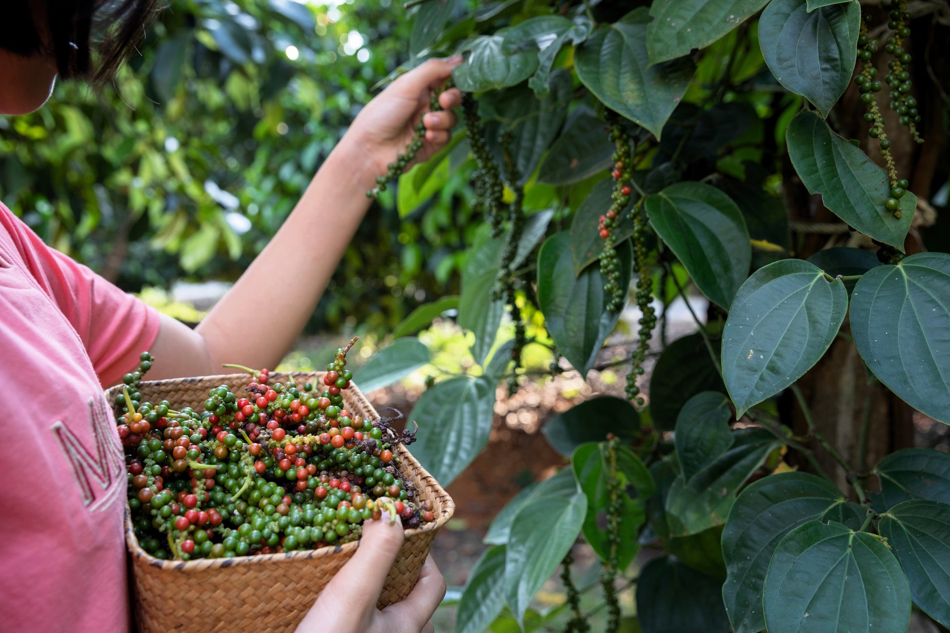 black pepper plant seeds 25 BLACK PEPPERCORN Black Pepper Piper Nigrum Spice Vine Seeds – Seedville USA