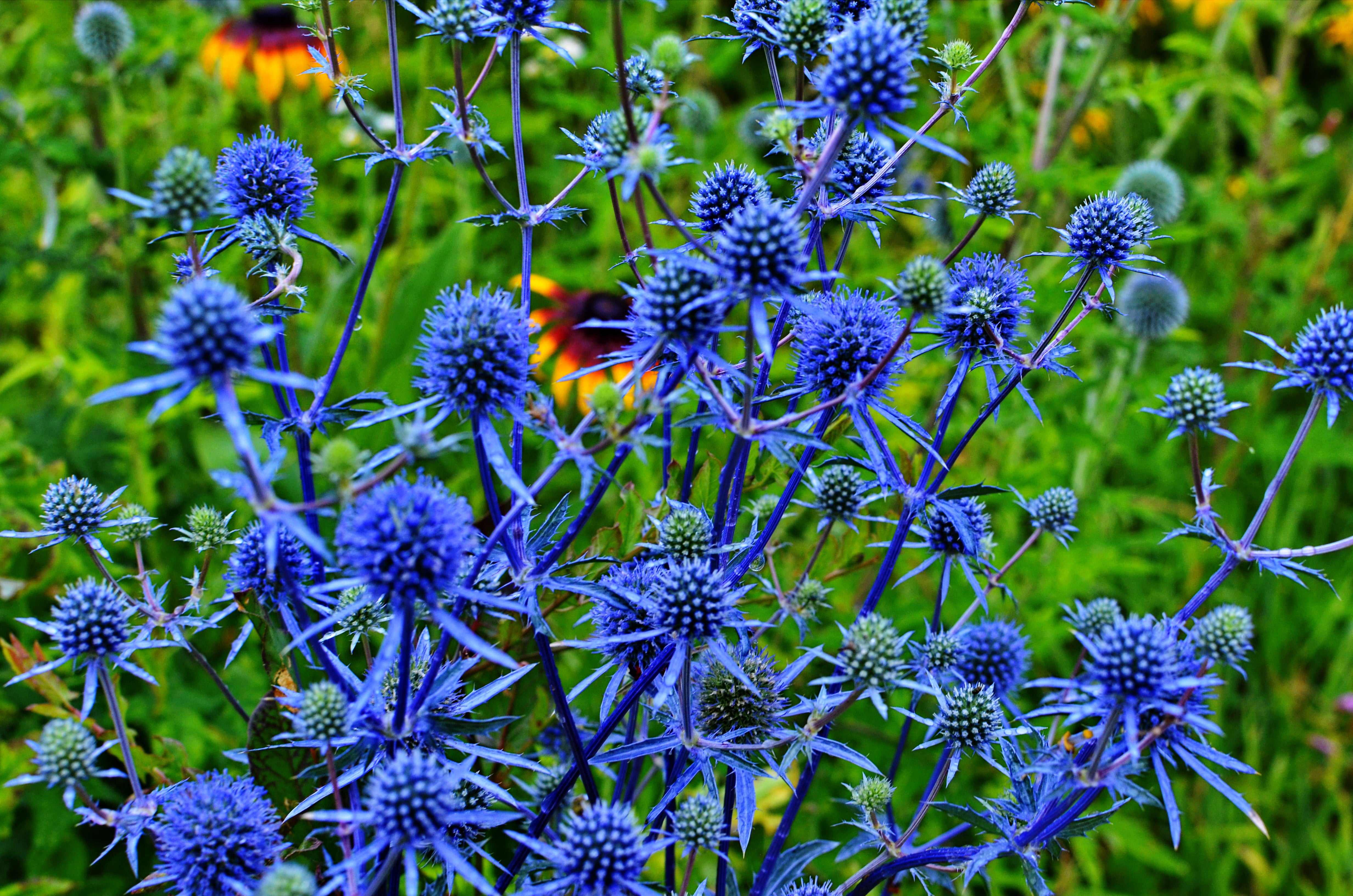 25 BLUE Star SEA HOLLY Eryngium Alpinum Flower Seeds Seedville USA