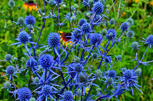 25 BLUE Star SEA HOLLY Eryngium Alpinum Flower Seeds