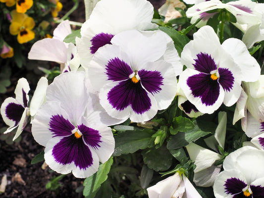 50 WHITE & PURPLE PANSY Swiss Giant Violet Viola Wittrockiana Flower Seeds