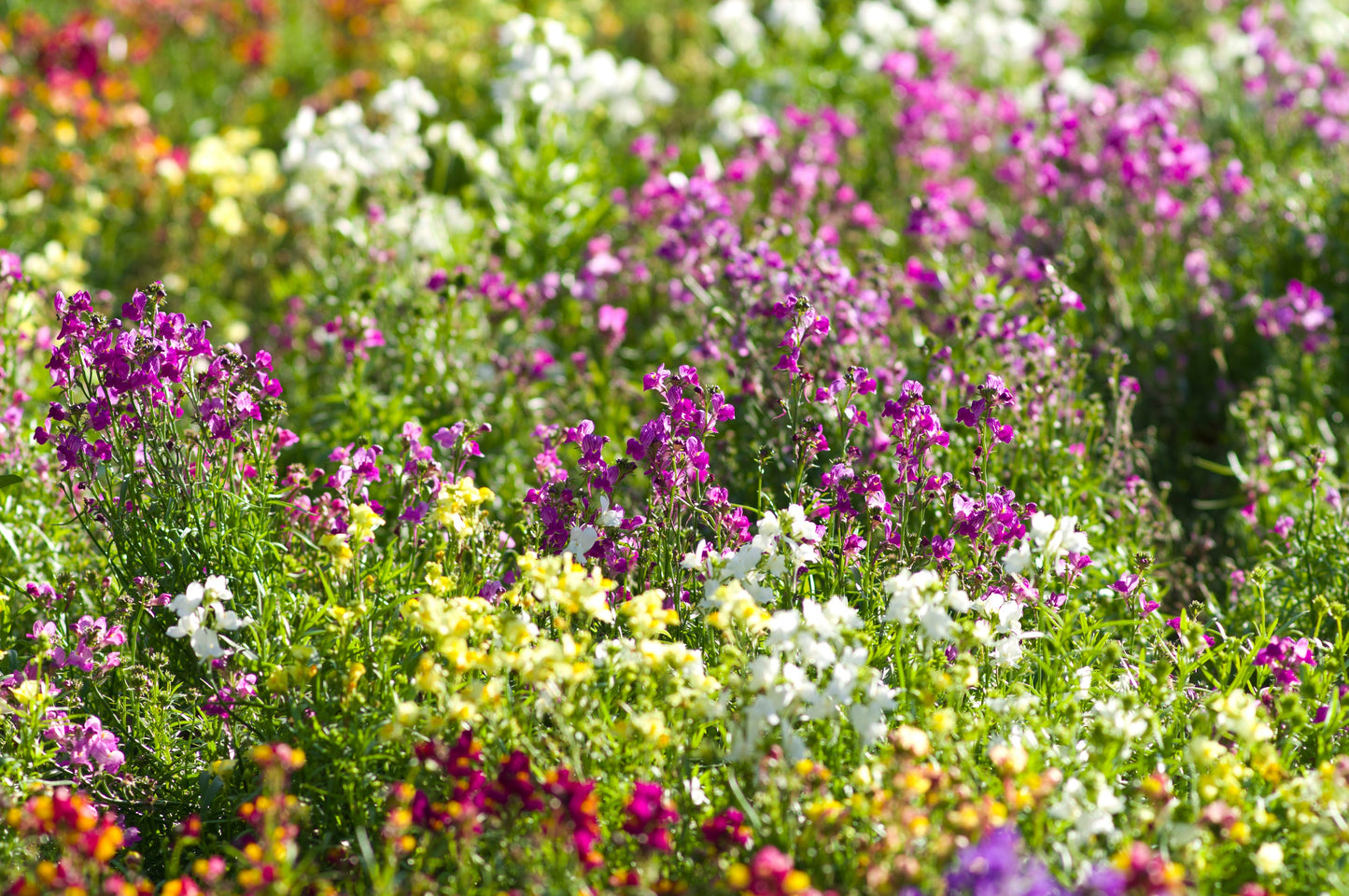 2000 BABY SNAPDRAGON Toadflax Linaria Maroccana Flower Seeds