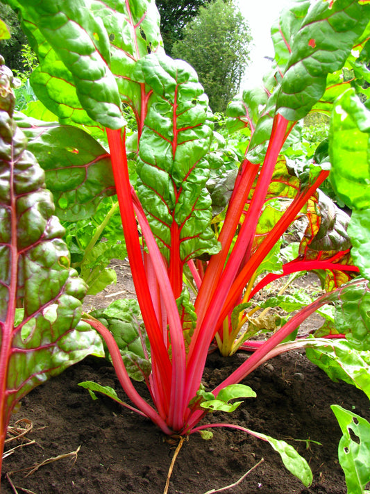 300 RUBY RED SWISS CHARD (Perpetual Spinach) Beta Vulgaris Cicla Vegetable Seeds