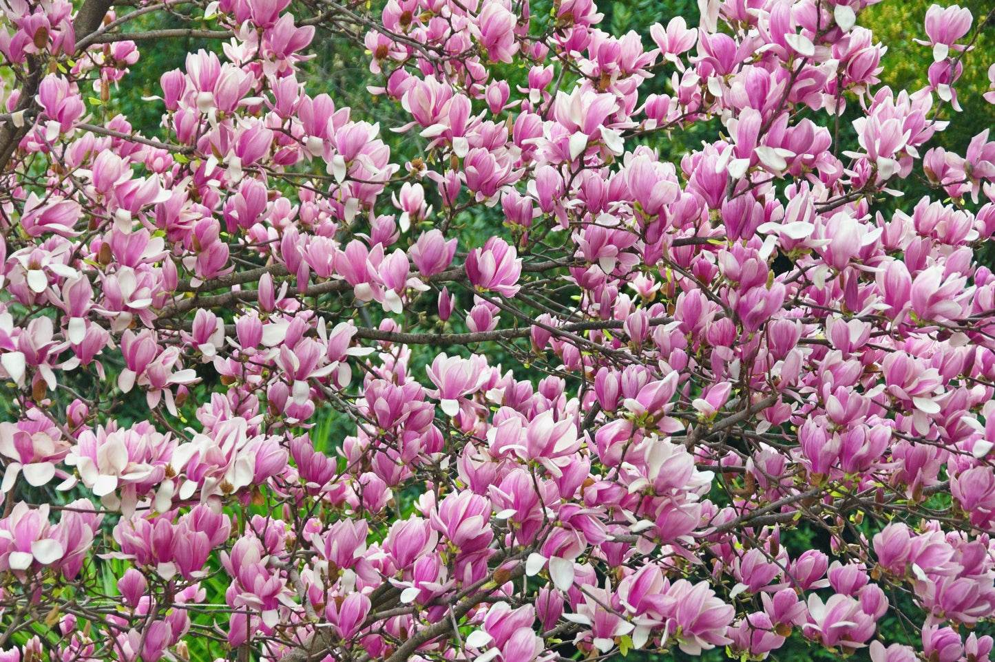 5 SAUCER MAGNOLIA x Soulangeana Denudata & Liliiflora 5 - 10" Pink & White Flower Tulip Tree Seeds
