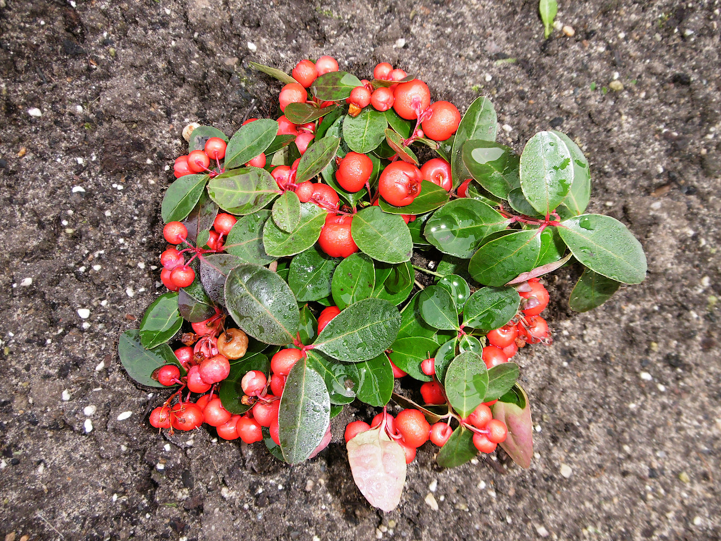 20 Creeping WINTERGREEN / TEABERRY Gaultheria Procumbens Evergreen Flower Seeds