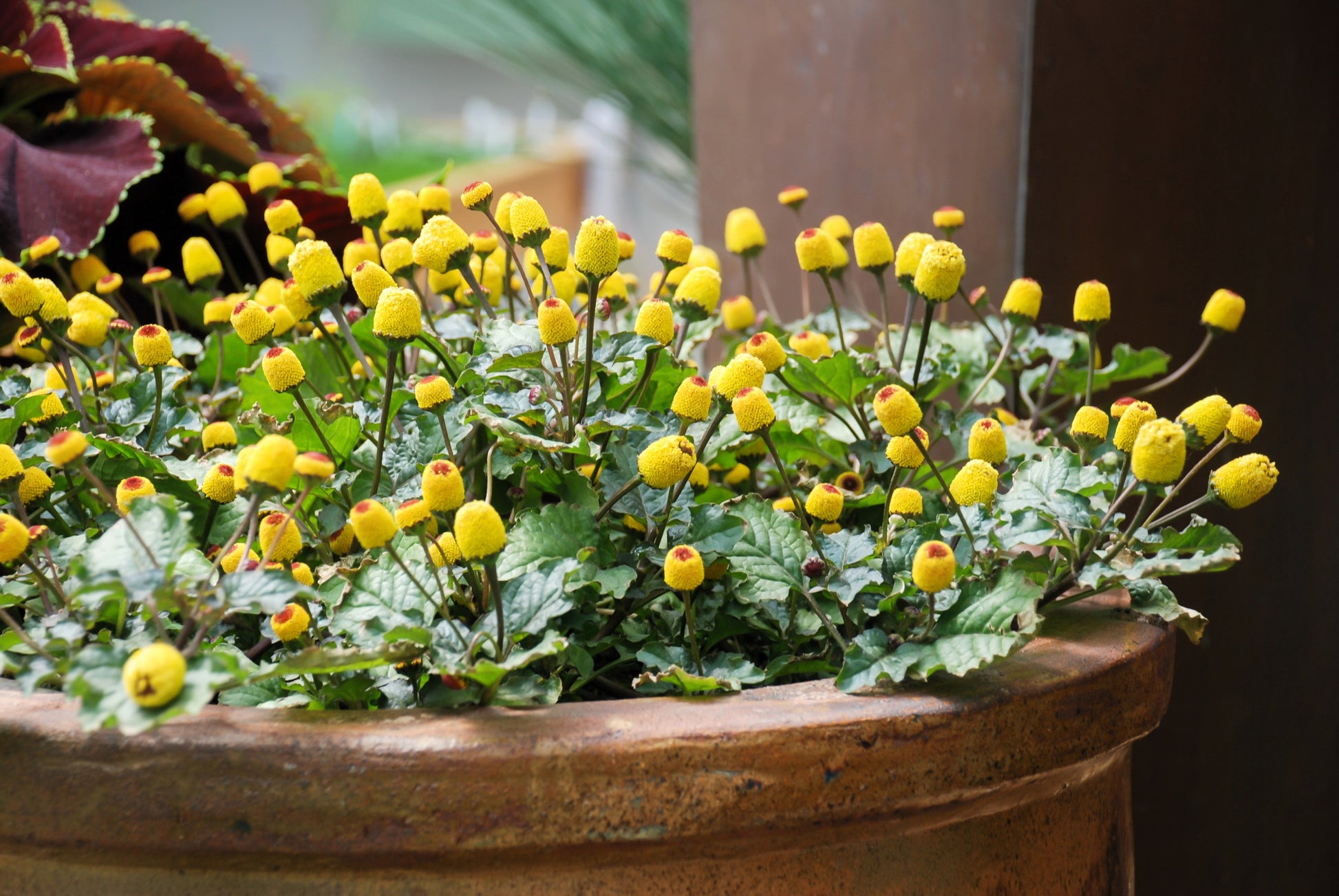 toothache plant seeds 100 TOOTHACHE / EYEBALL PLANT Spilanthes Oleracea Red & Yellow Flower – Seedville USA