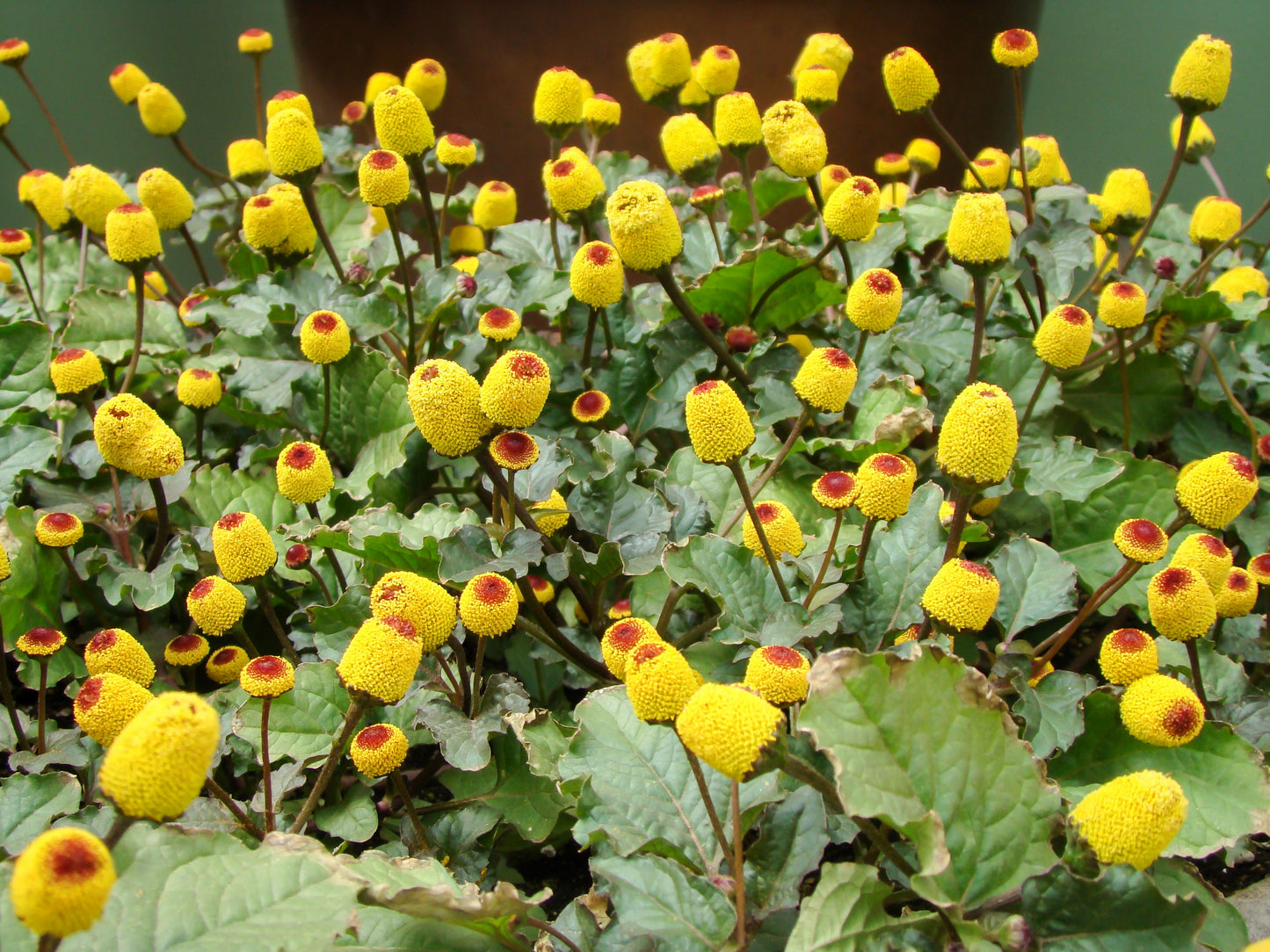 100 TOOTHACHE / EYEBALL PLANT Spilanthes Oleracea Red & Yellow Flower Herb Seeds