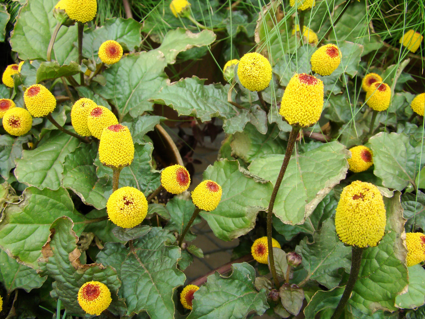 100 TOOTHACHE / EYEBALL PLANT Spilanthes Oleracea Red & Yellow Flower Herb Seeds