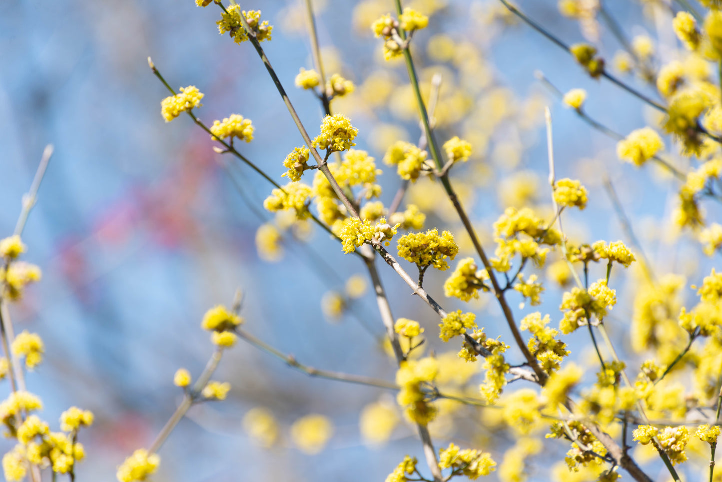 10 SPICEBUSH Wild Allspice Lindera Benzoin Northern Spice Bush Red Berry Yellow Flower Seeds