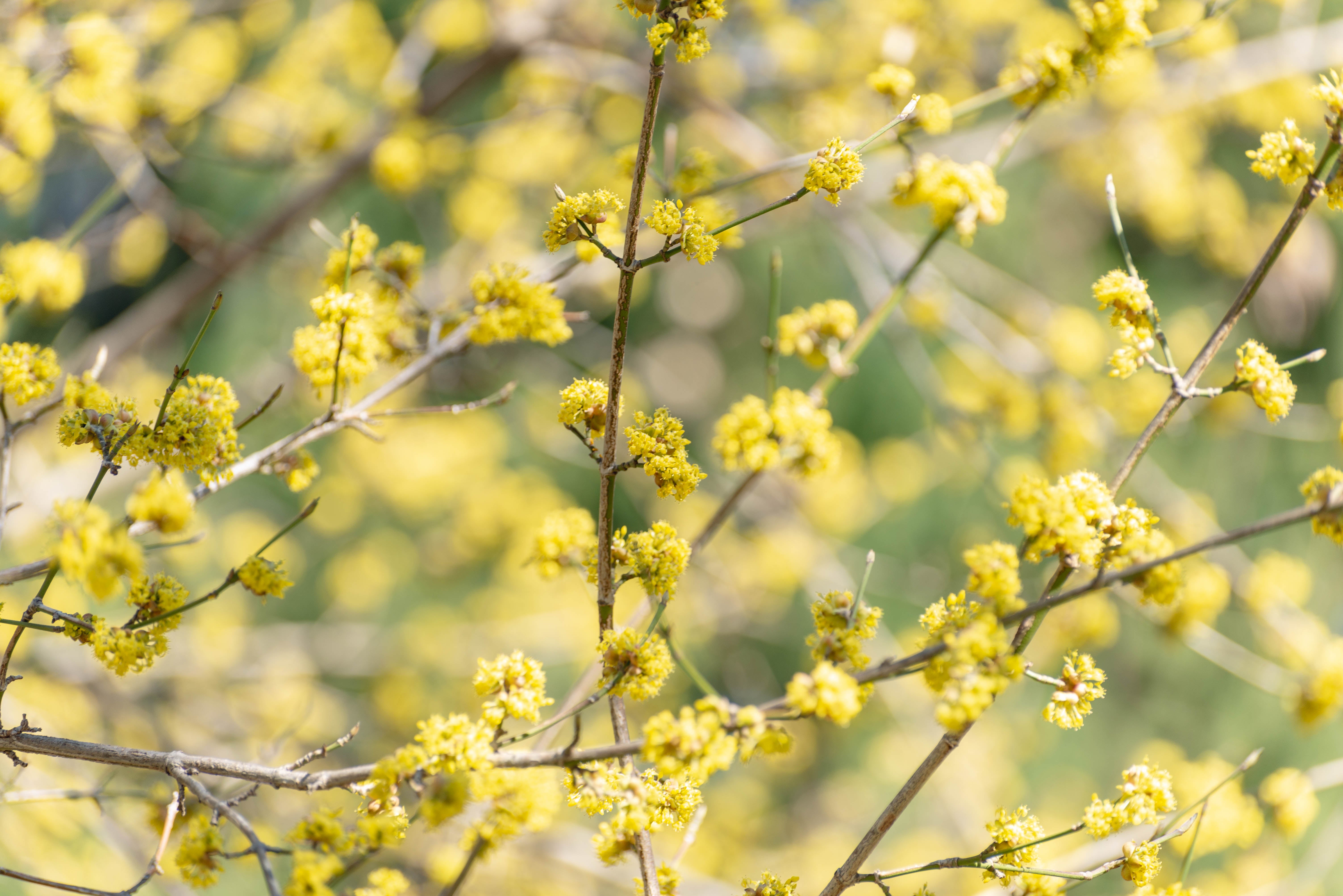 Spicebush Seeds – Lindera Benzoin – Perennial Shrub, Edible, Air Purifying – Easy To Grow