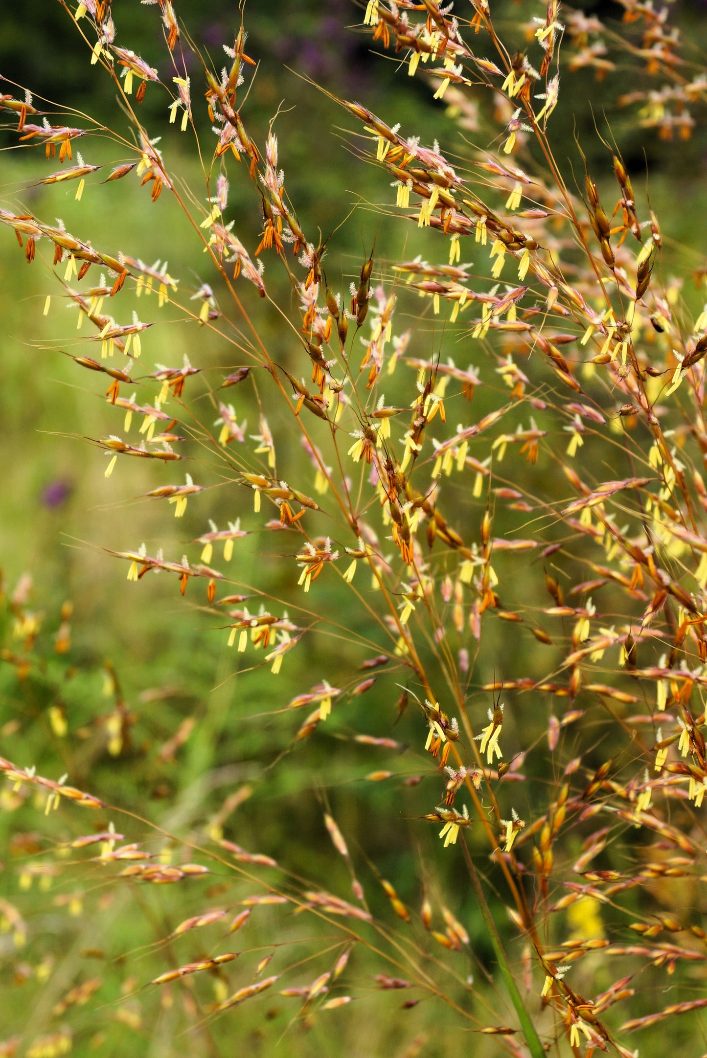 250 Ornamental INDIAN GRASS Sorghastrum Nutans Native Indiangrass Seeds