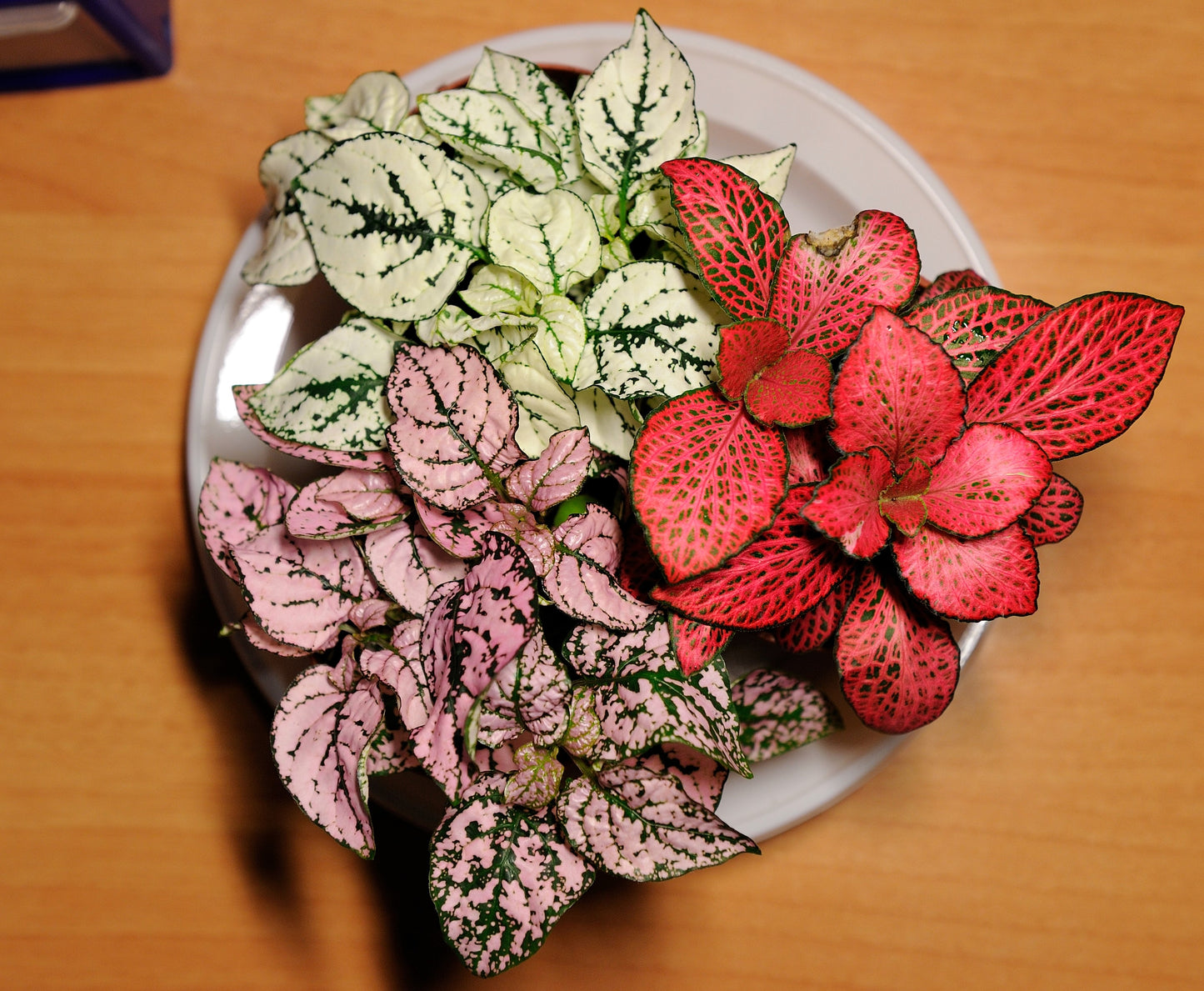10 Dwarf Mixed Colors POLKA DOT PLANT Red Pink White Rose Splash Select Hypoestes Phyllostachya Flower Houseplant Seeds
