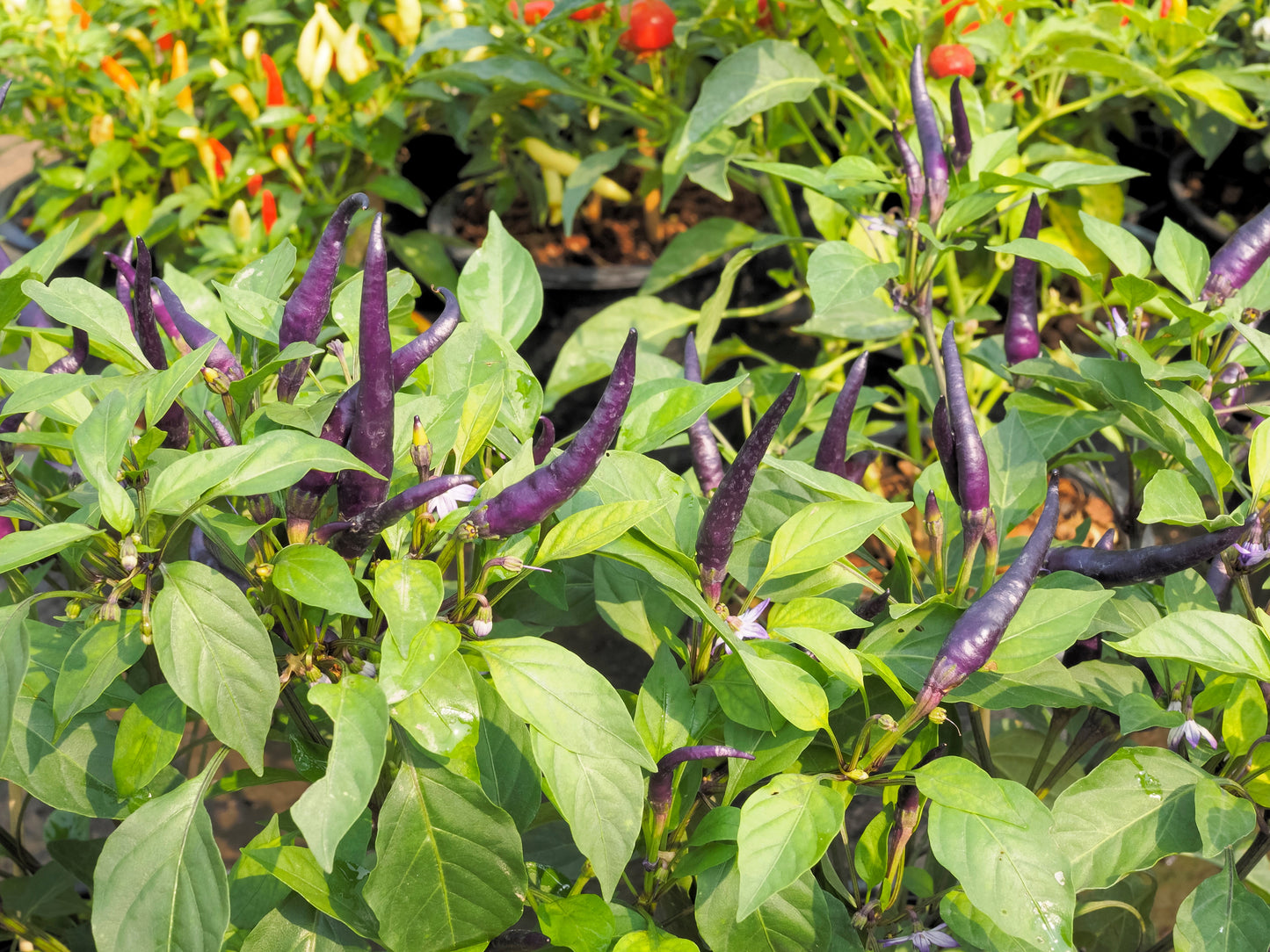 50 PURPLE CAYENNE PEPPER Capsicum Annuum Vegetable Seeds